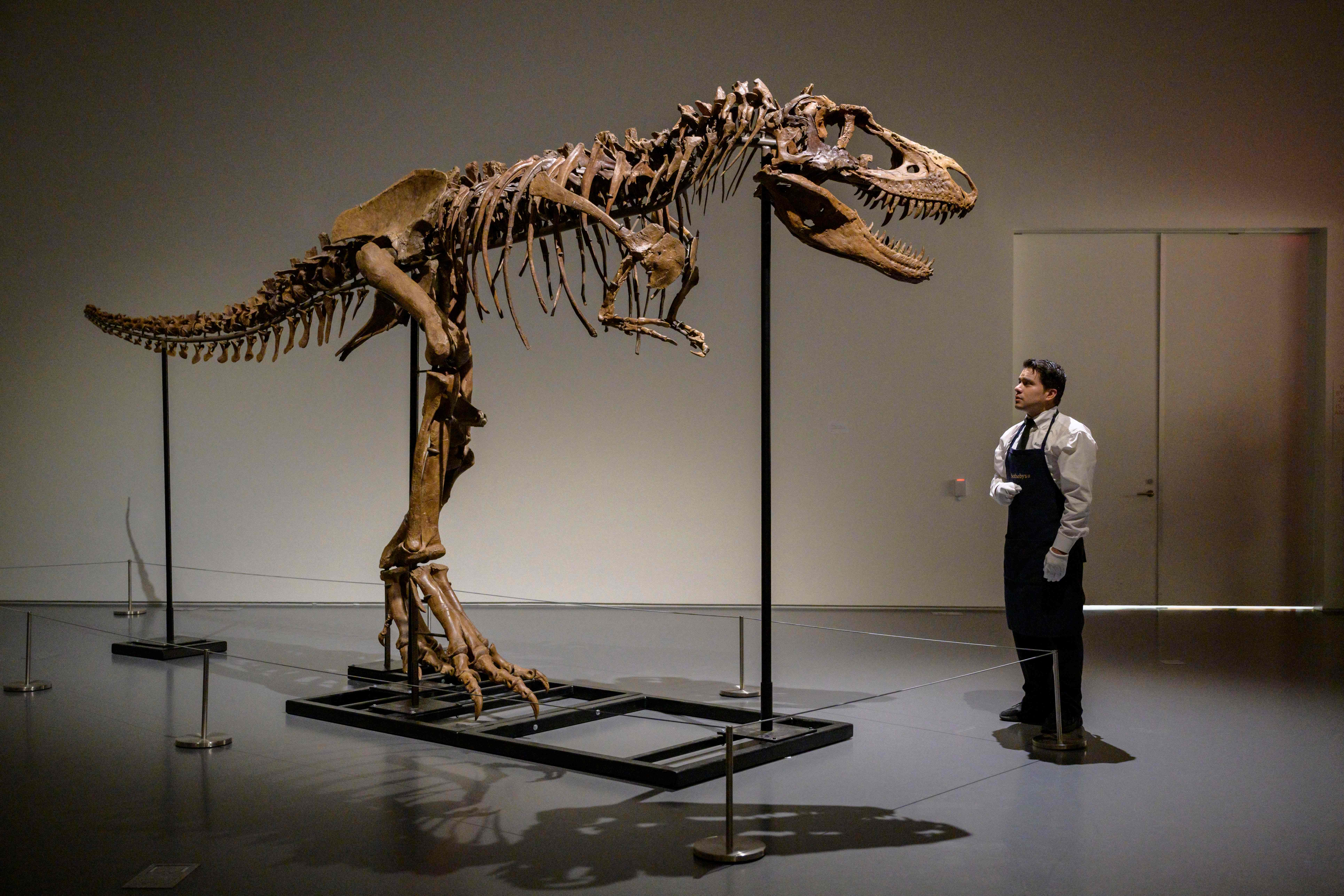 Kerangka Gorgosaurus yang terjual di balai lelang Sotheby's New York tahun lalu. Bulan ini, mereka akan kembali melelang tulang dinosaurus