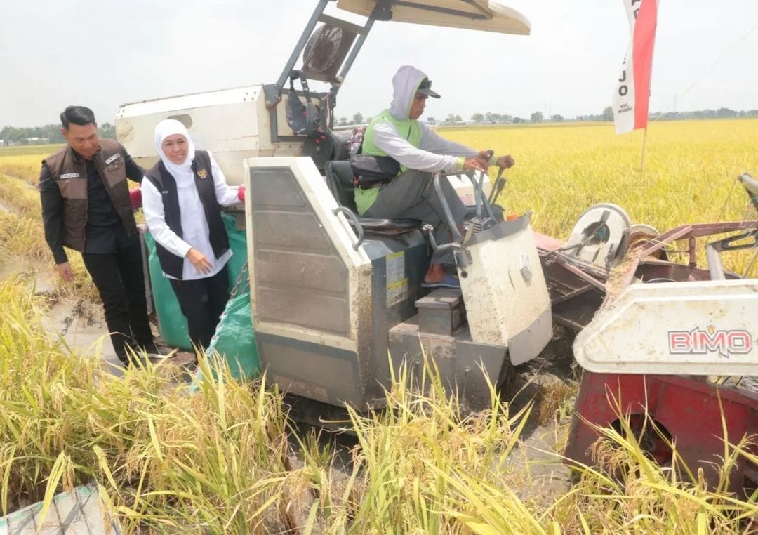 Panen padi di Kabupaten Tuban, Jawa Timur. 