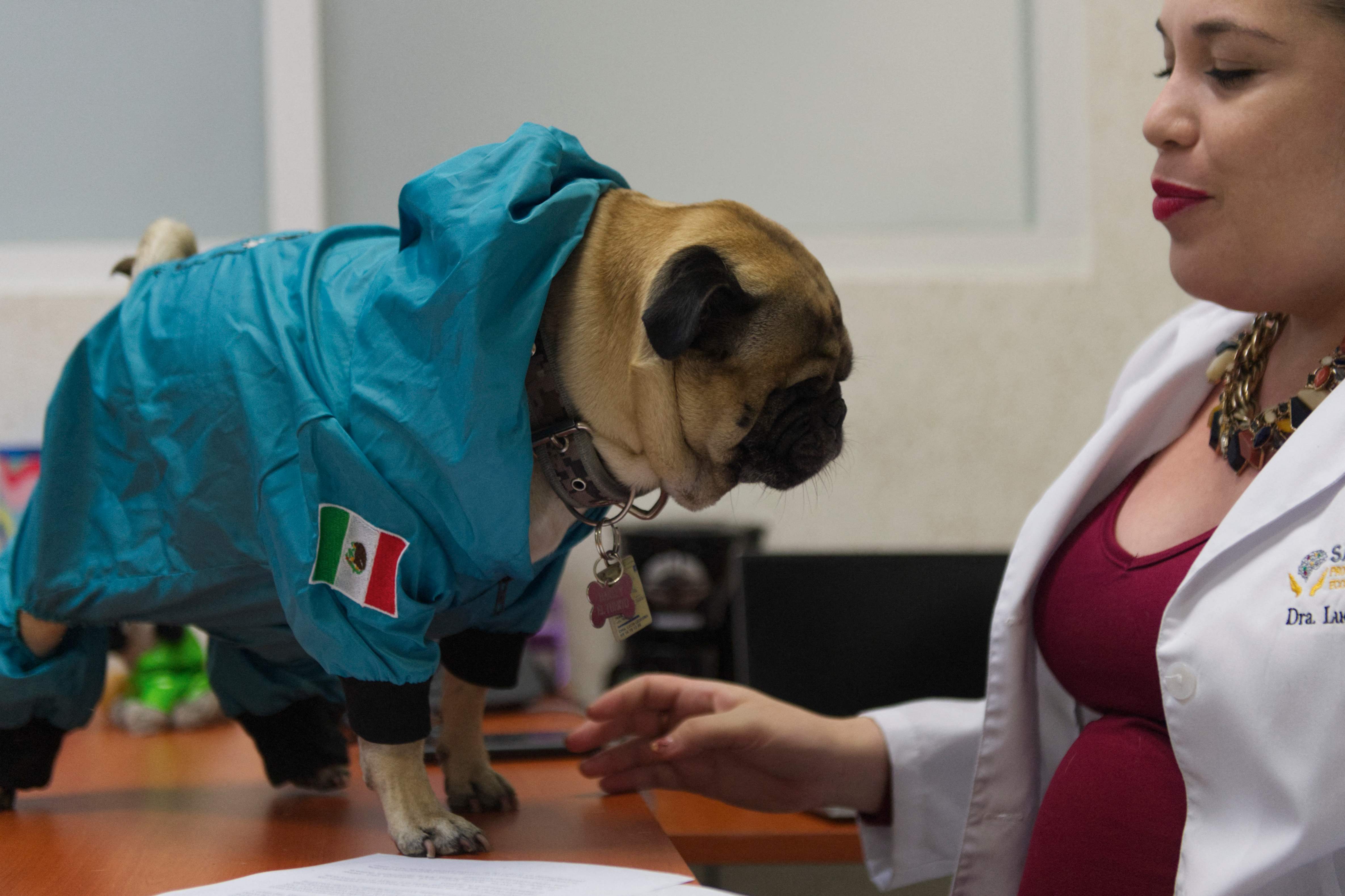 Rumah Sakit di Meksiko Gunakan Binatang Sebagai Terapi Masalah Kesehatan Mental