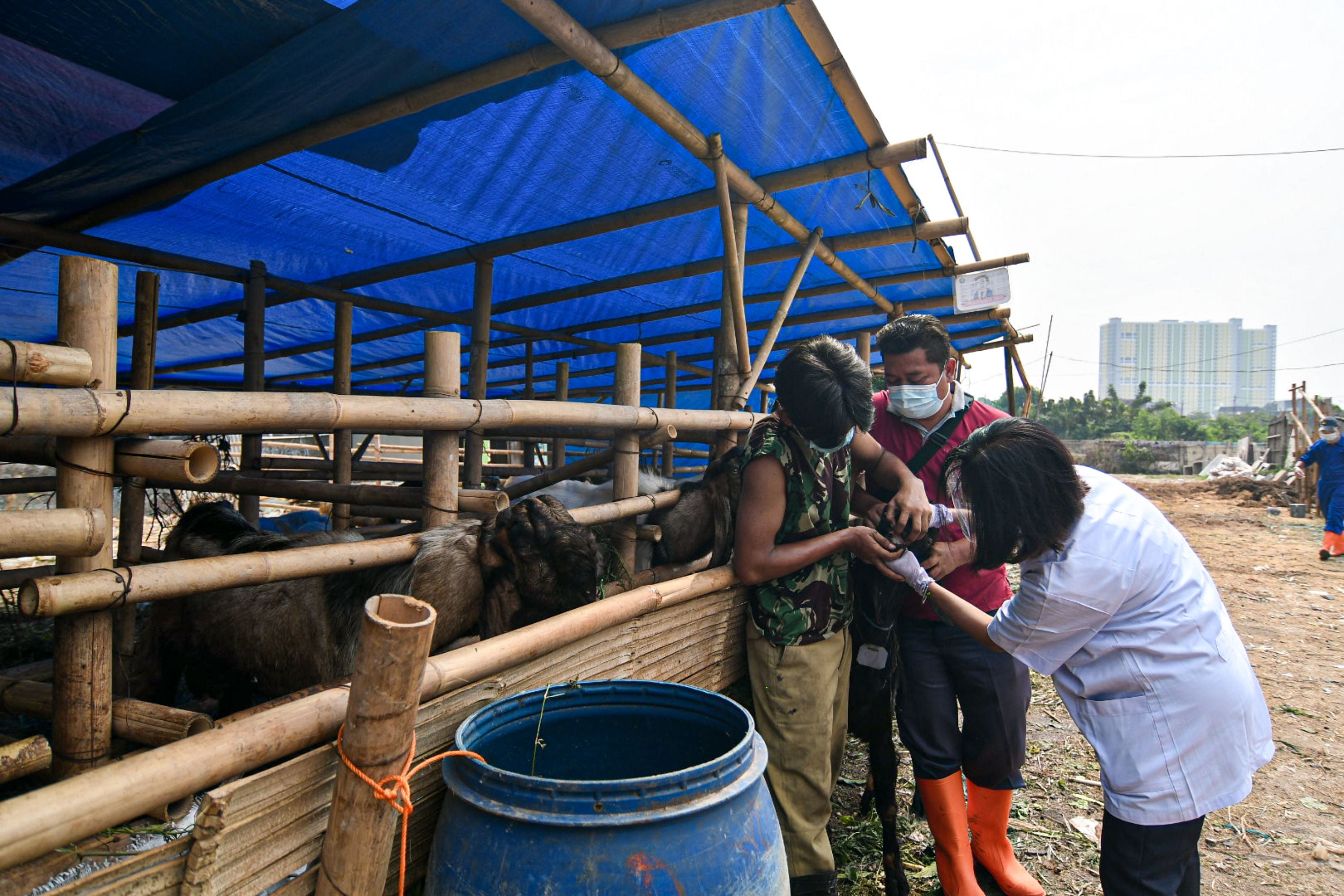 Pemeriksaan kesehatan hewan kurban di tempat penampungan hewan kurban, Kuningan, Jakarta Selatan, Kamis (15/7/2021). 