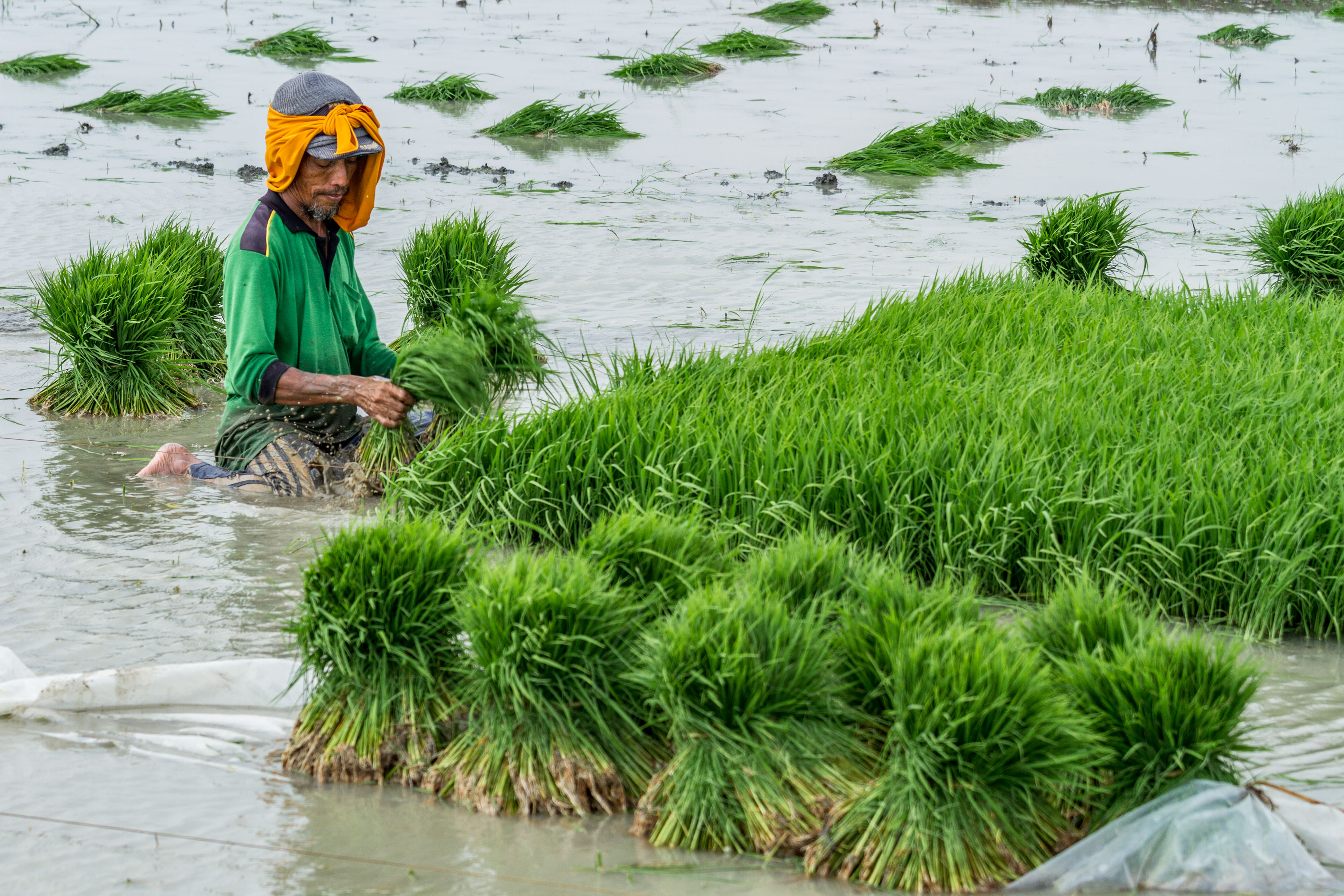 Petani menanam bibit tanaman padi di areal persawahan Desa Ketanjung, Karanganyar, Demak, Jawa Tengah, 