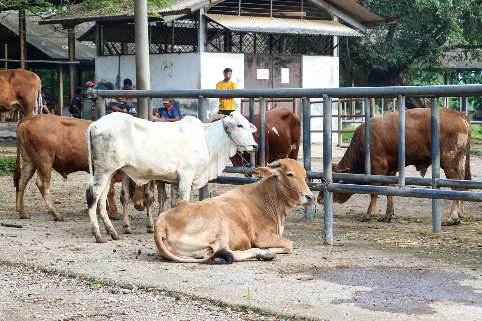 Ilustrasi kandang sapi 