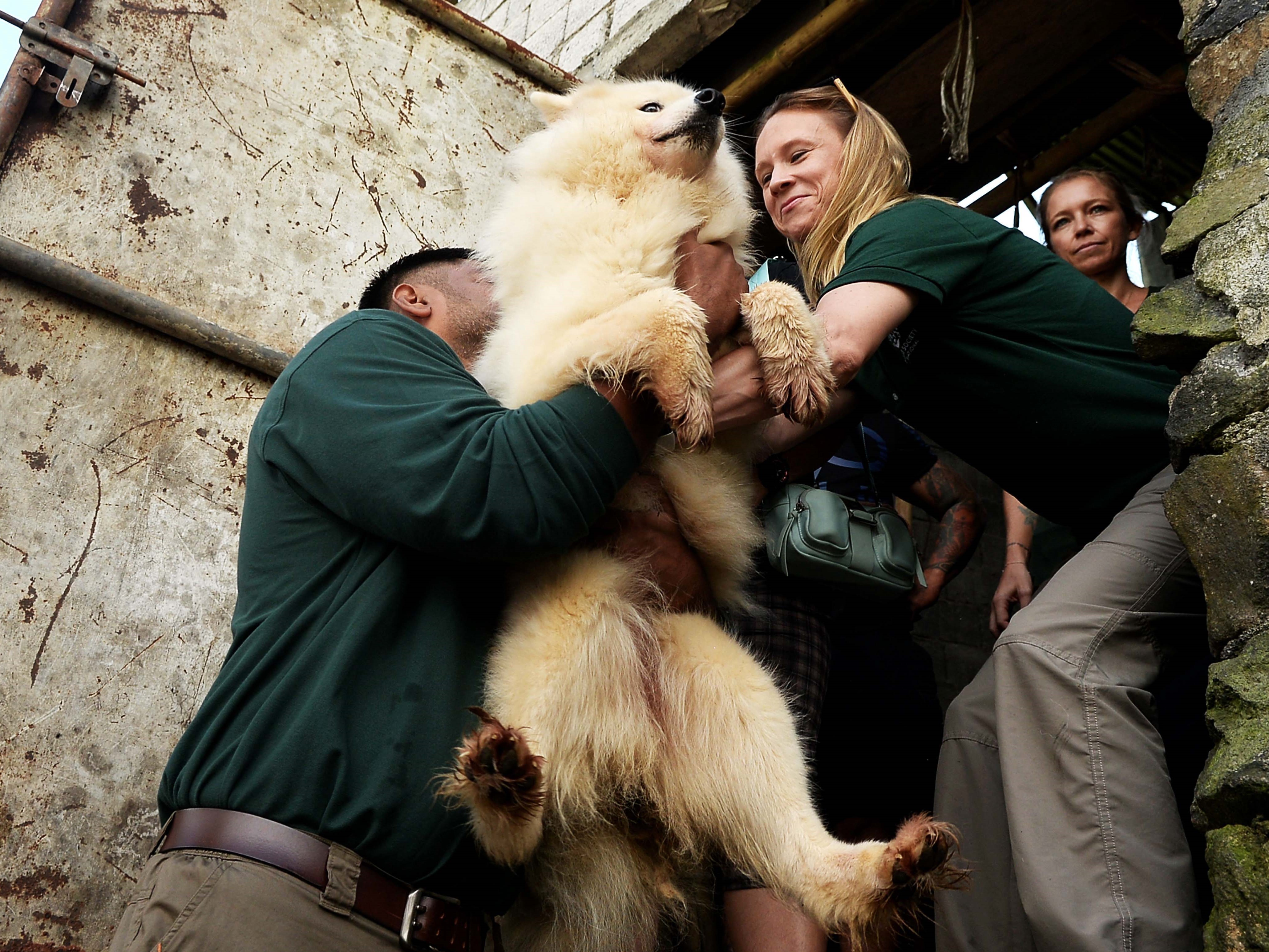 Mengenal Hewan Omnivora si Pemakan Segala, Ciri dan Contohnya