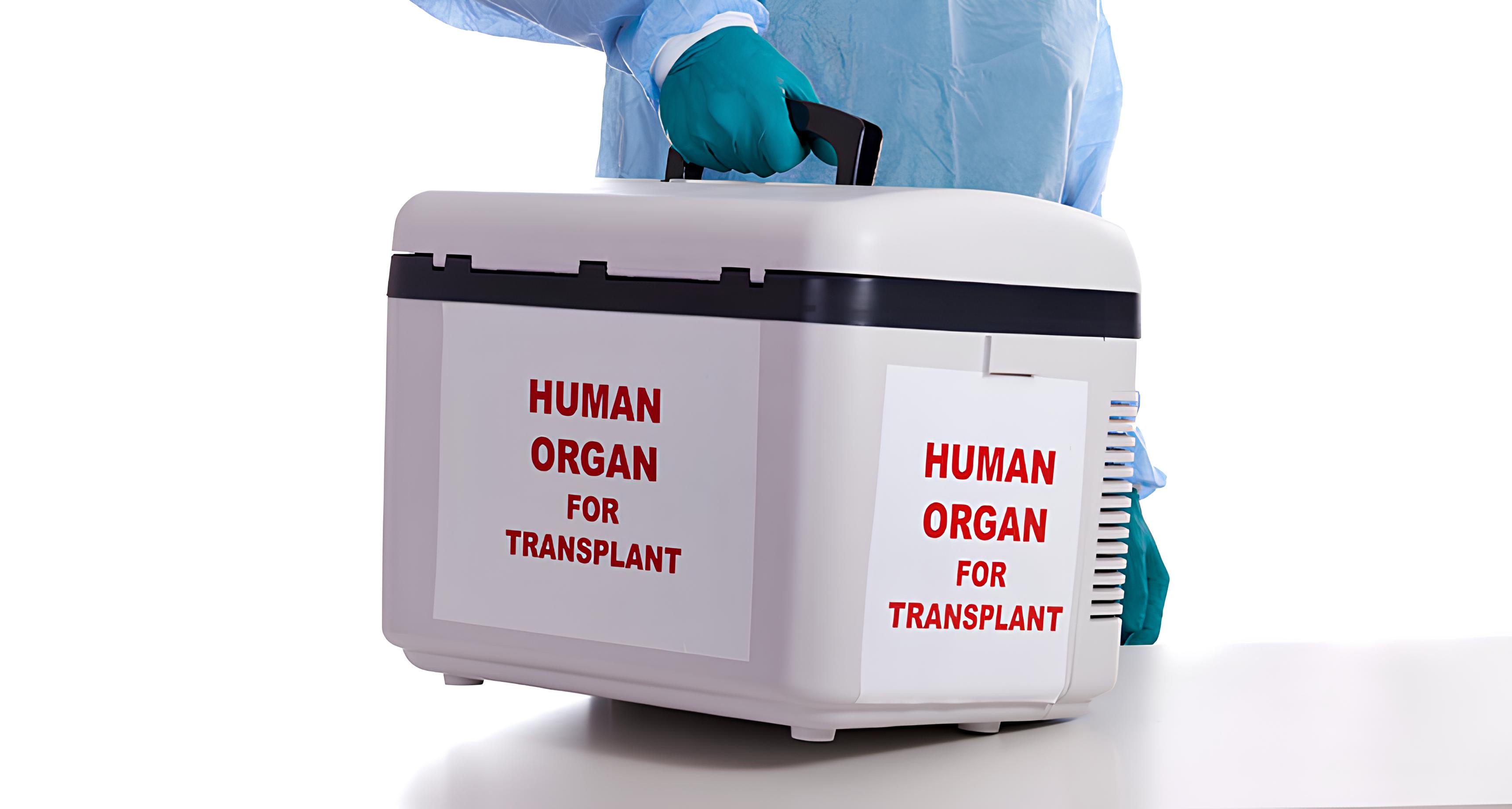 Ilustrasi organ tubuh manusia untuk transplantasi.