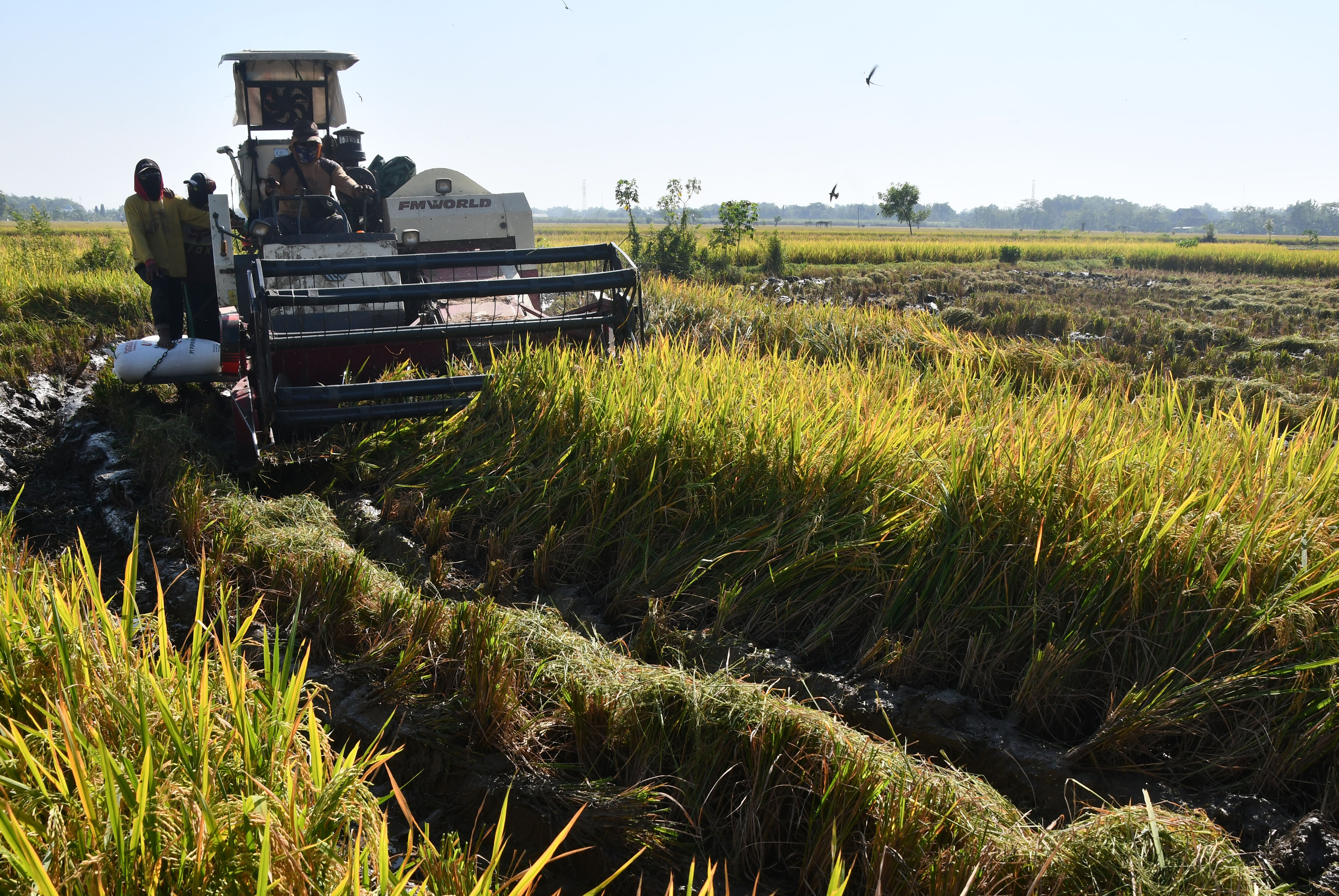 Pekerja menggunakan mesin pemanen padi di Lebak Ayu, Sawahan, Kabupaten Madiun, Jawa Timur, Rabu (12/7).