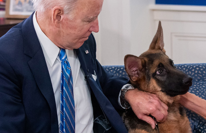 Joe Biden dibuat pusing dengan anjingnya Commander yang menggigit anggota Secret Service. 