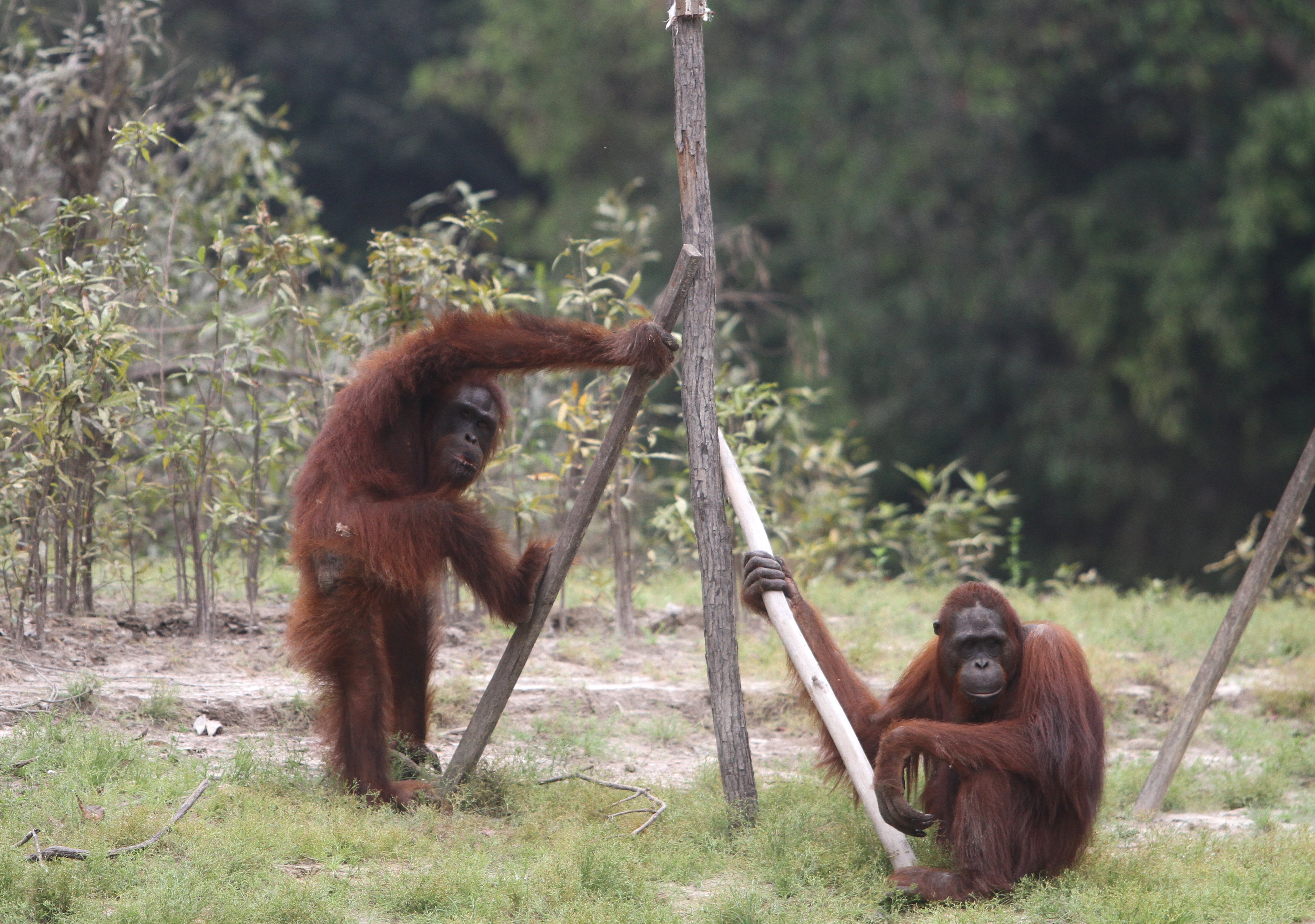 Dua ekor orang utan berada di lokasi pra-pelepasliaran di Pulau Kaja, Sei Gohong, Palangka Raya, Kalimantan Tengah, Kamis (3/10/2019).
