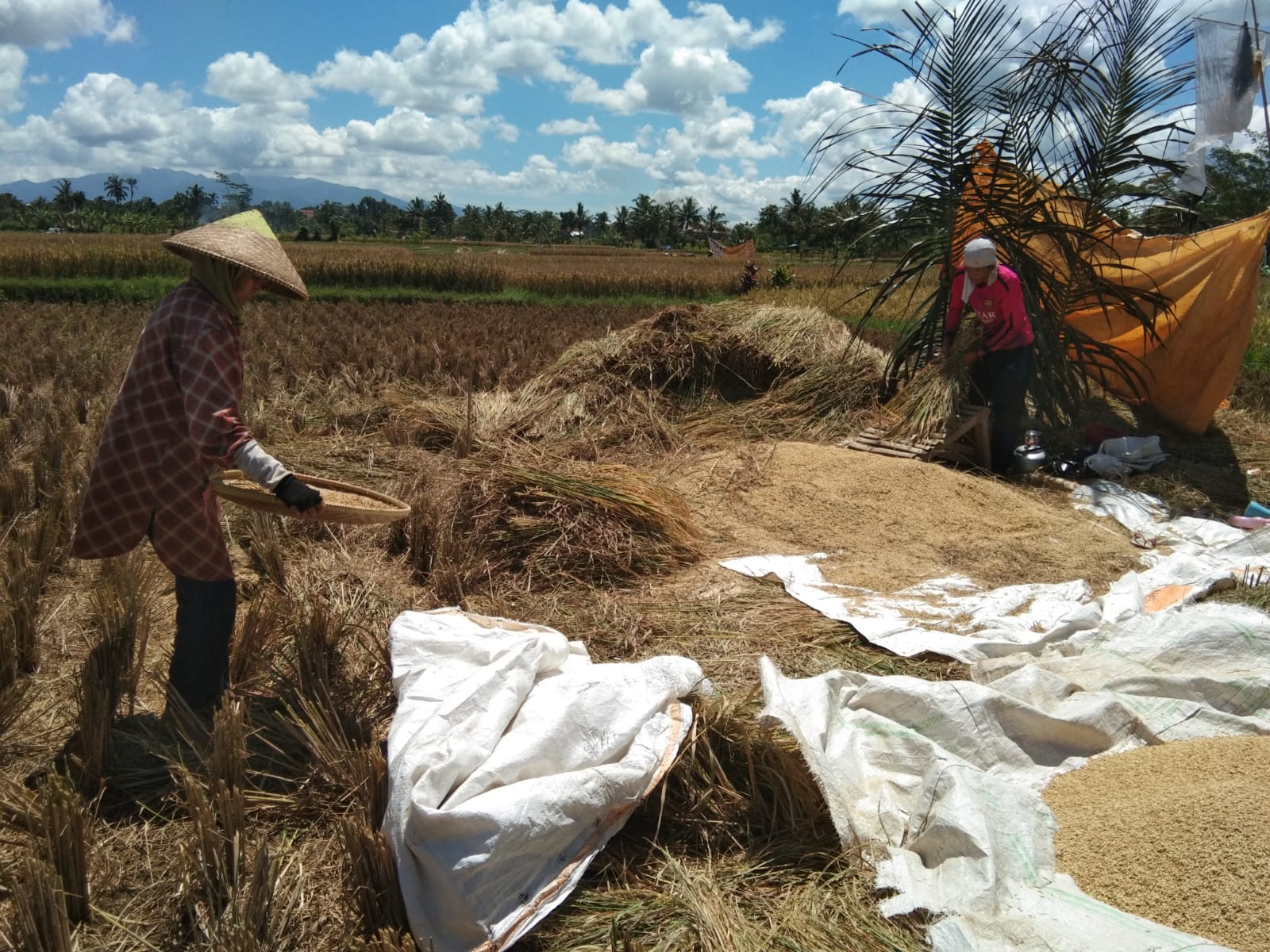 Panen padi.