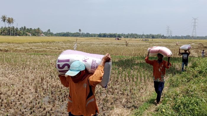 Petani sedang mengangkut gabah padi hasil panen di lahan sawah, kawasan Desa Lamreuneueng, Kecamatan Indrajaya, Kabupaten Pidie, Aceh