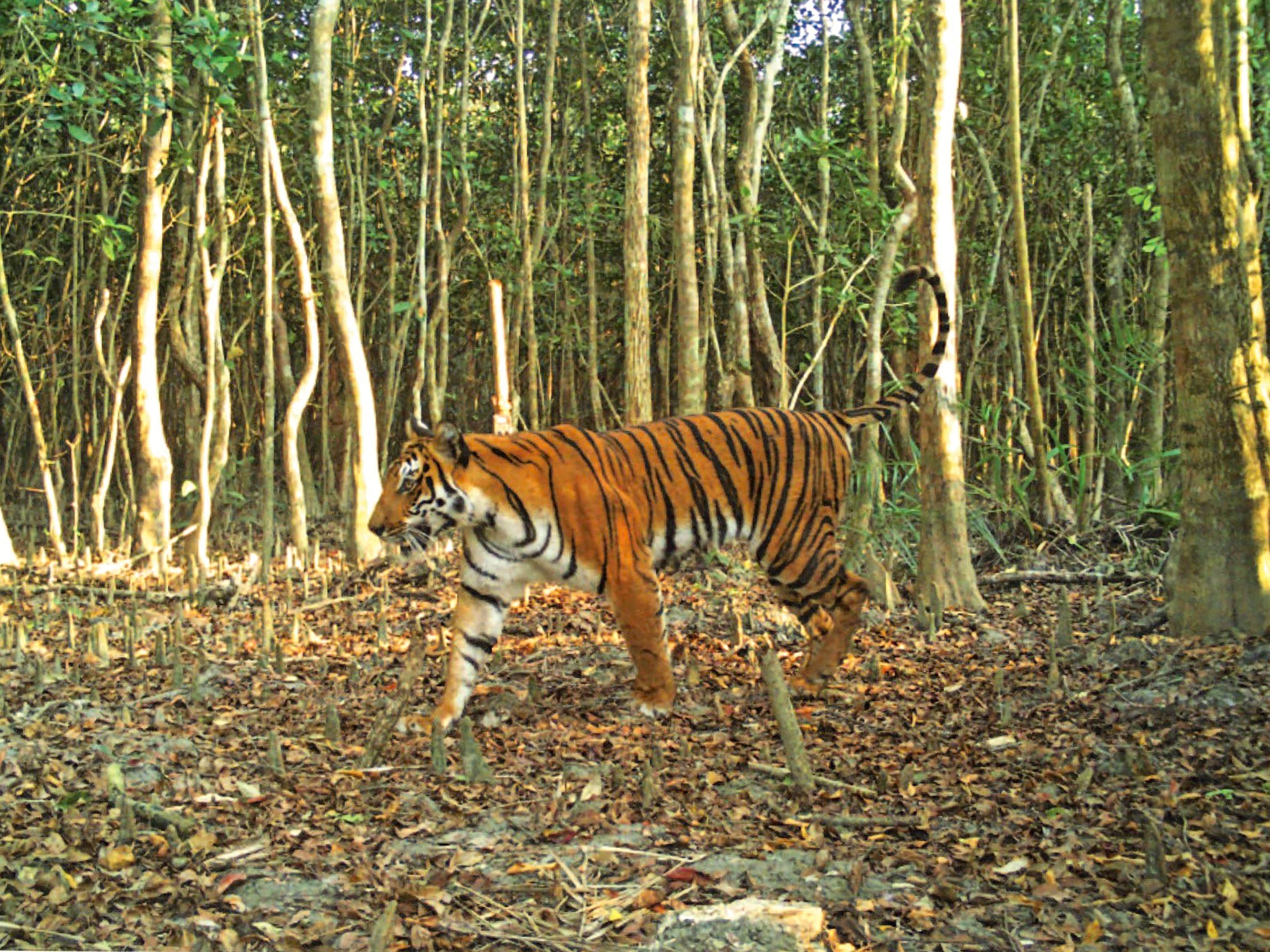 Seekor harimau Bengal berjalan melalui hutan di Sarankhola, distrik Bagerhat barat daya.