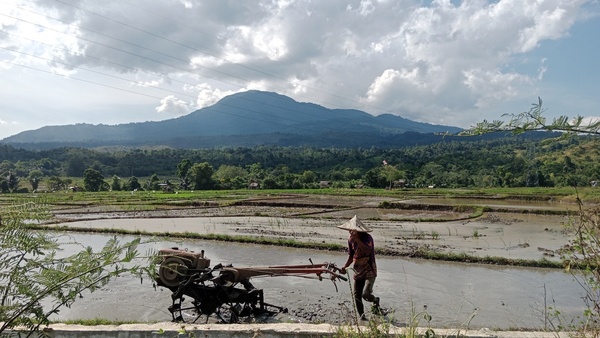 El Nino Di Depan Mata, Petani Percepat Tanam Padi.