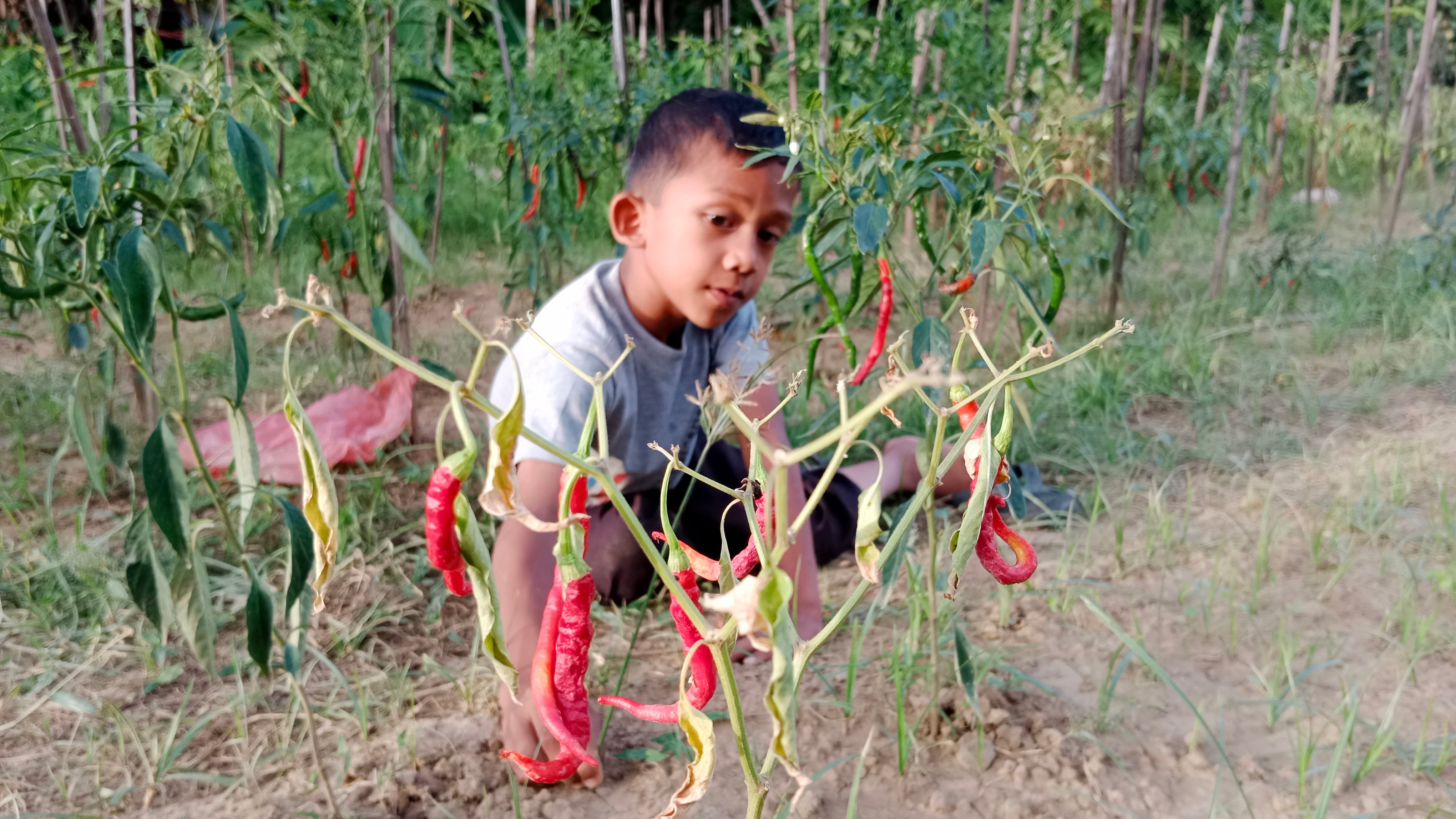 Seorang anak berada di dekat tanaman cabai yang gagal panen di Desa Blang Garot, Kecamatan Indrajaya, Kabupaten Pidie, Aceh. 