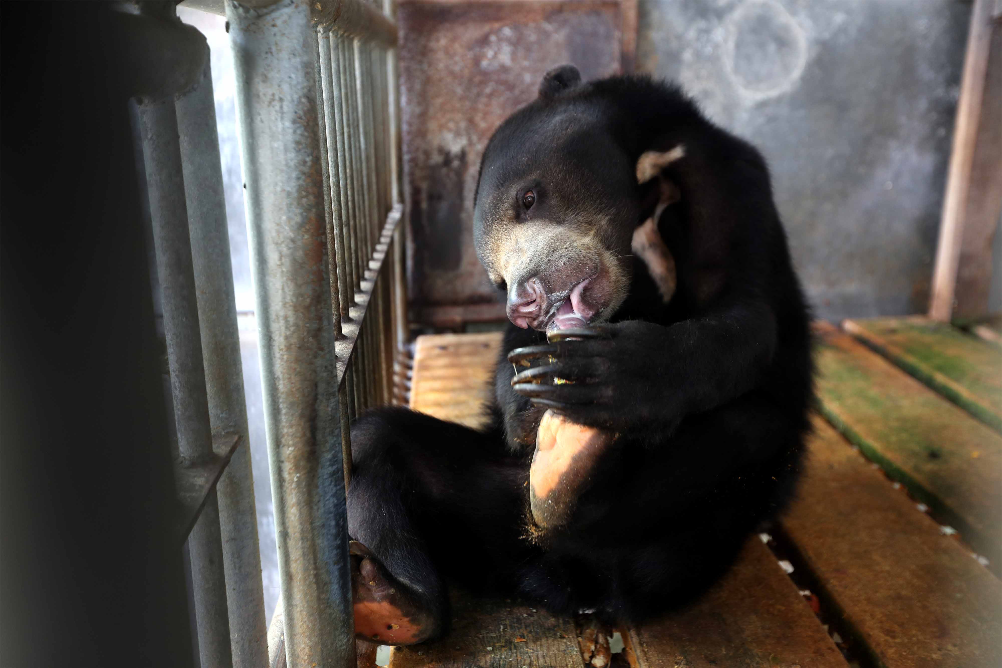 Ilustrasi beruang madu.