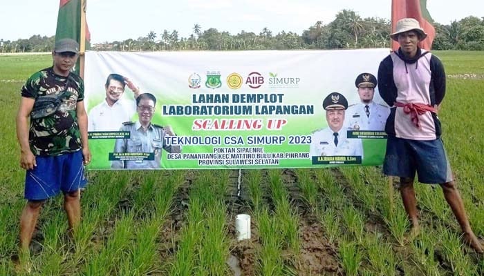 Lahan Demplot CSA SIMURP di Kabupaten Pinrang, Sulsel.