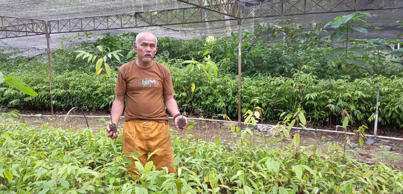 Kalsel Bangun Pusat Konservasi Tanaman Langka Ulin