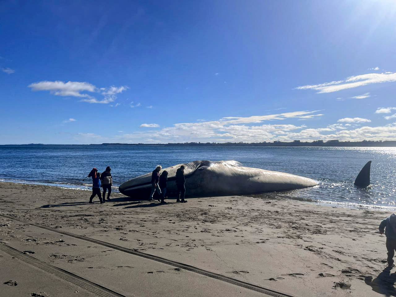 Bangkai Paus Biru yag terdampar di pantai Cile