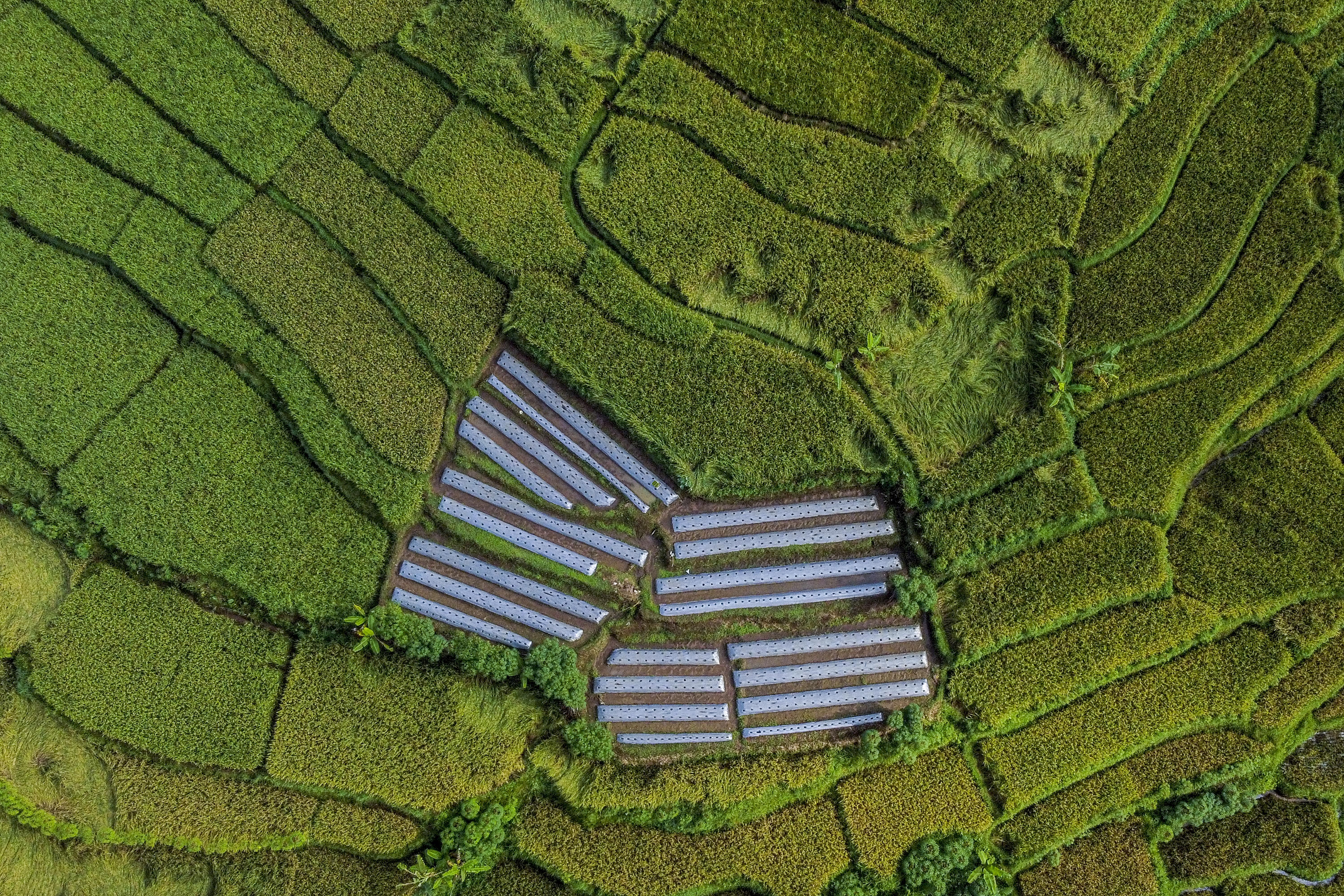  Foto udara lahan pertanian di Desa Darmaraja, Kabupaten Ciamis, Jawa Barat, Selasa (20/6/2023).
