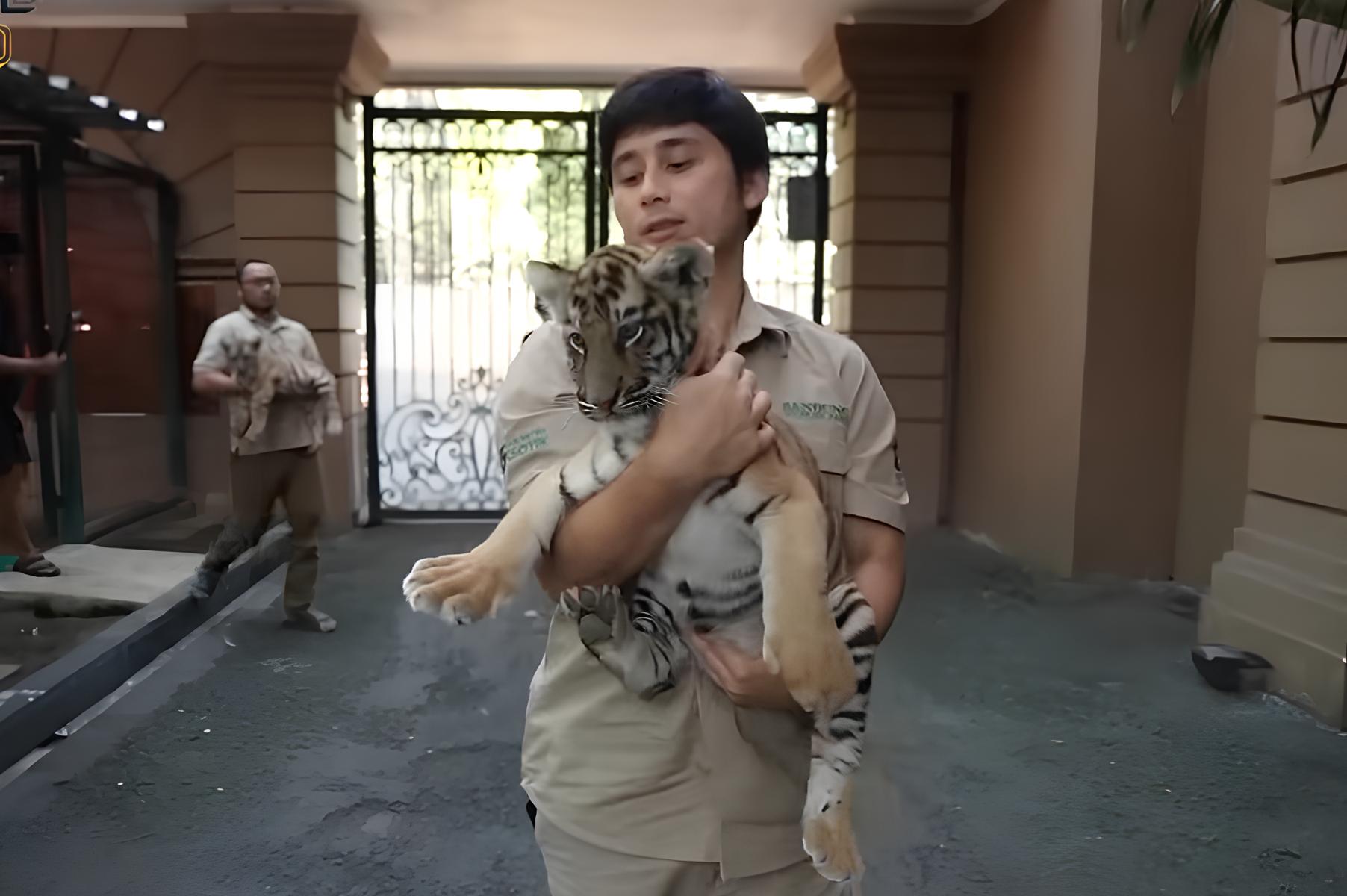 Influencer Alshad Ahmad yang pelihara harimau benggala tetapi 7 di antaranya mati.