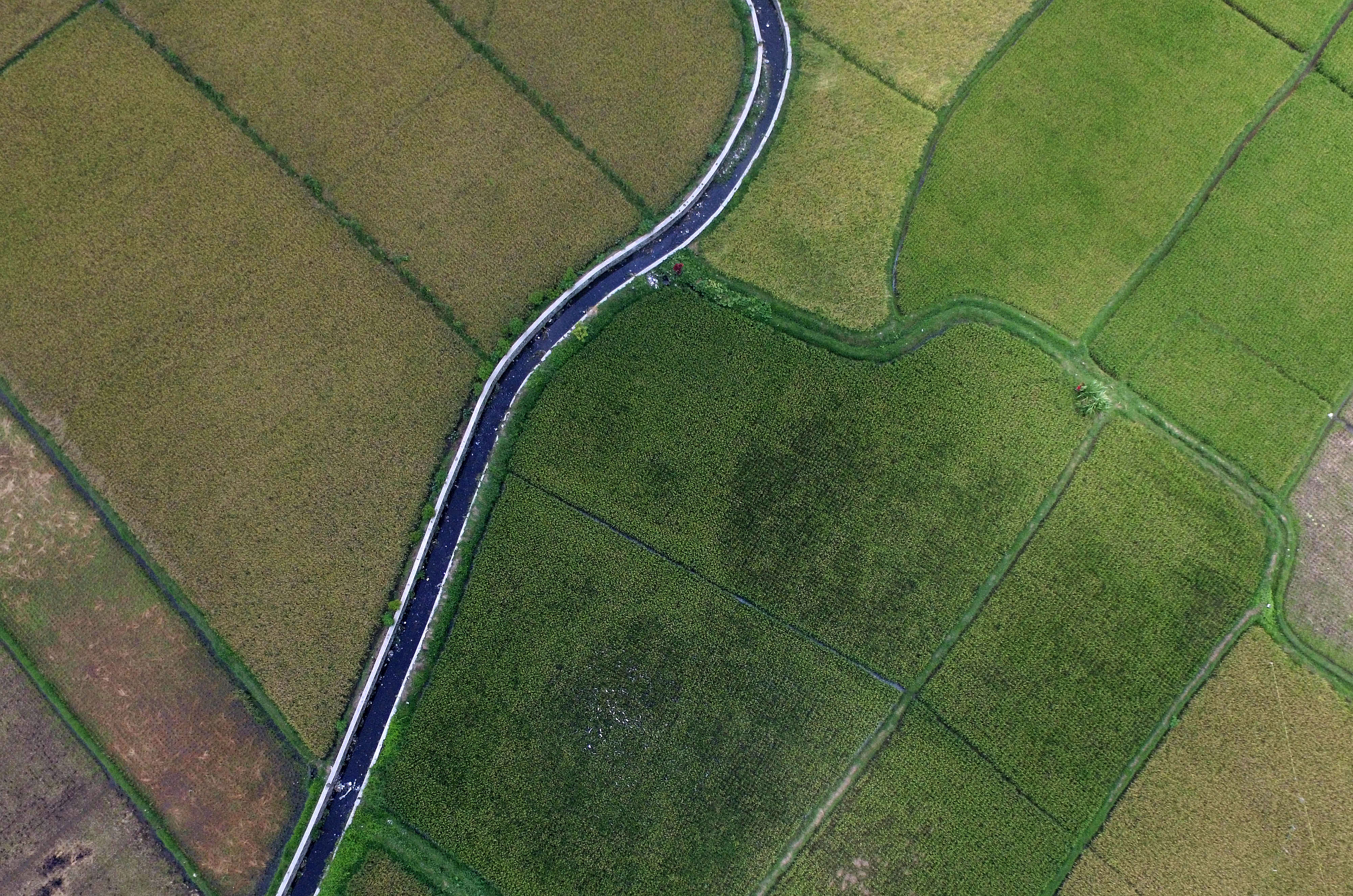 10 Hektare Lahan Pertanian di Tasikmalaya Terancam Kekeringan