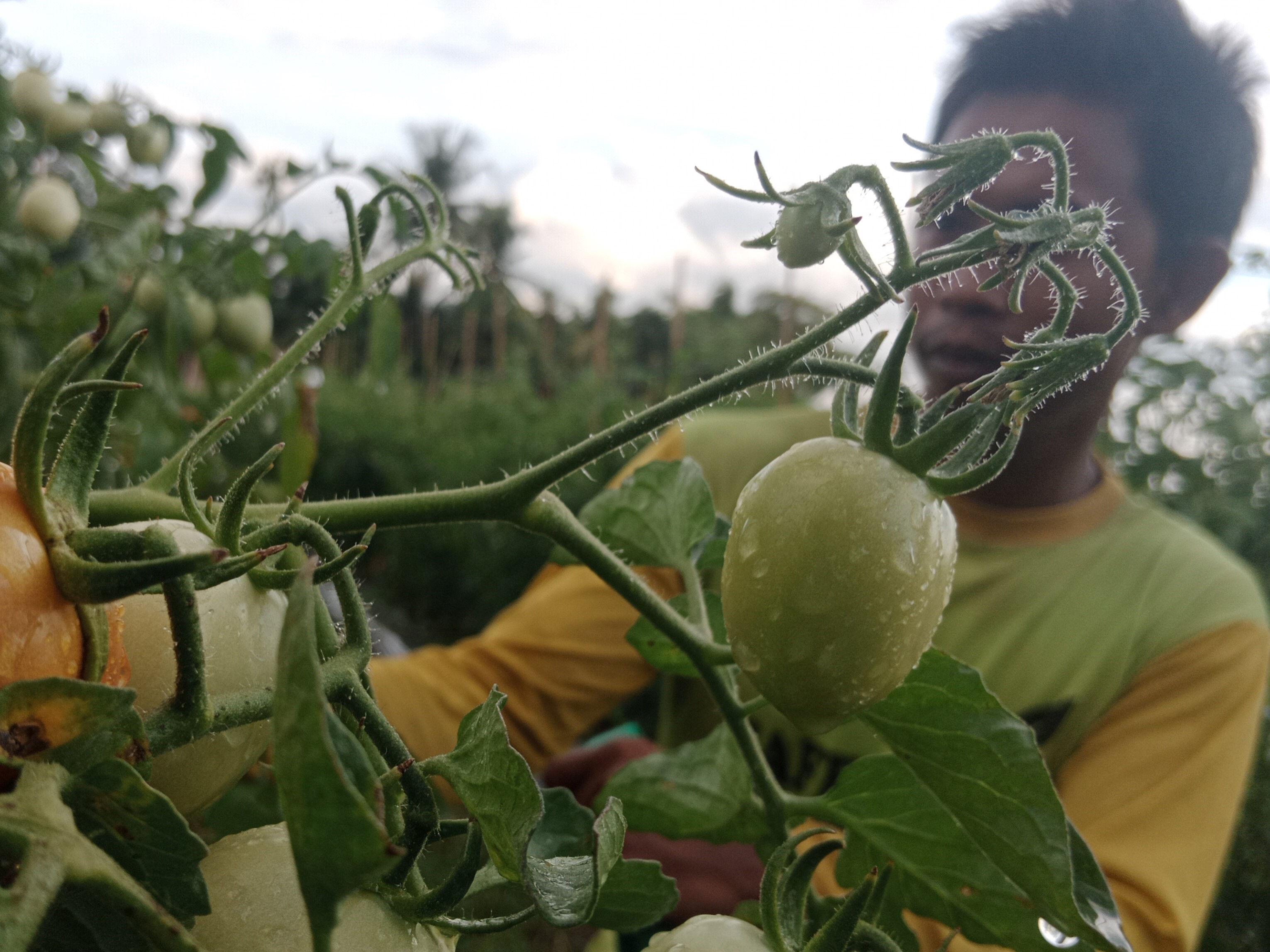 Dampak El Nino terhadap Kesehatan Masyarakat Harus Diantisipasi