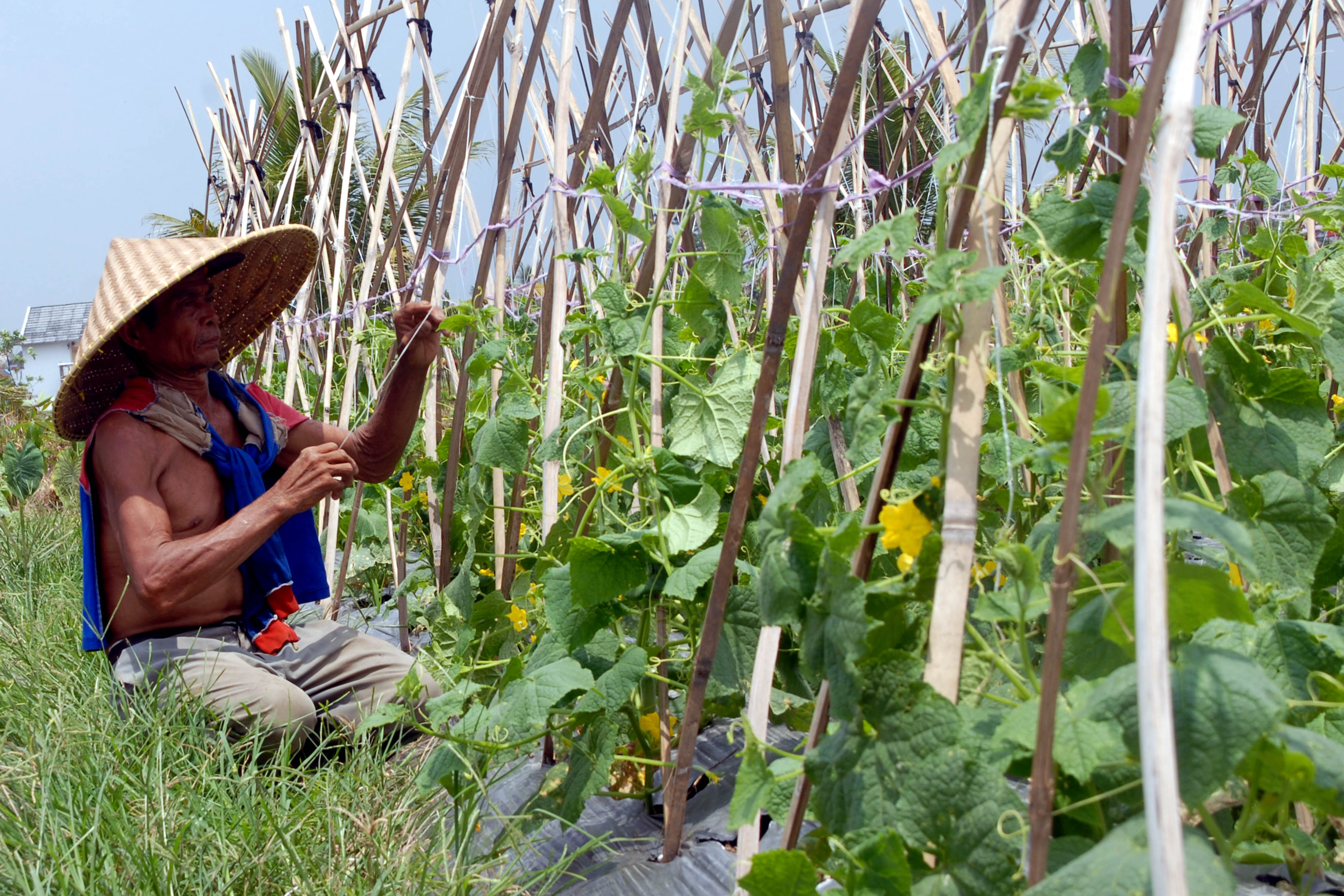 Petani beraktivitas di lahan
