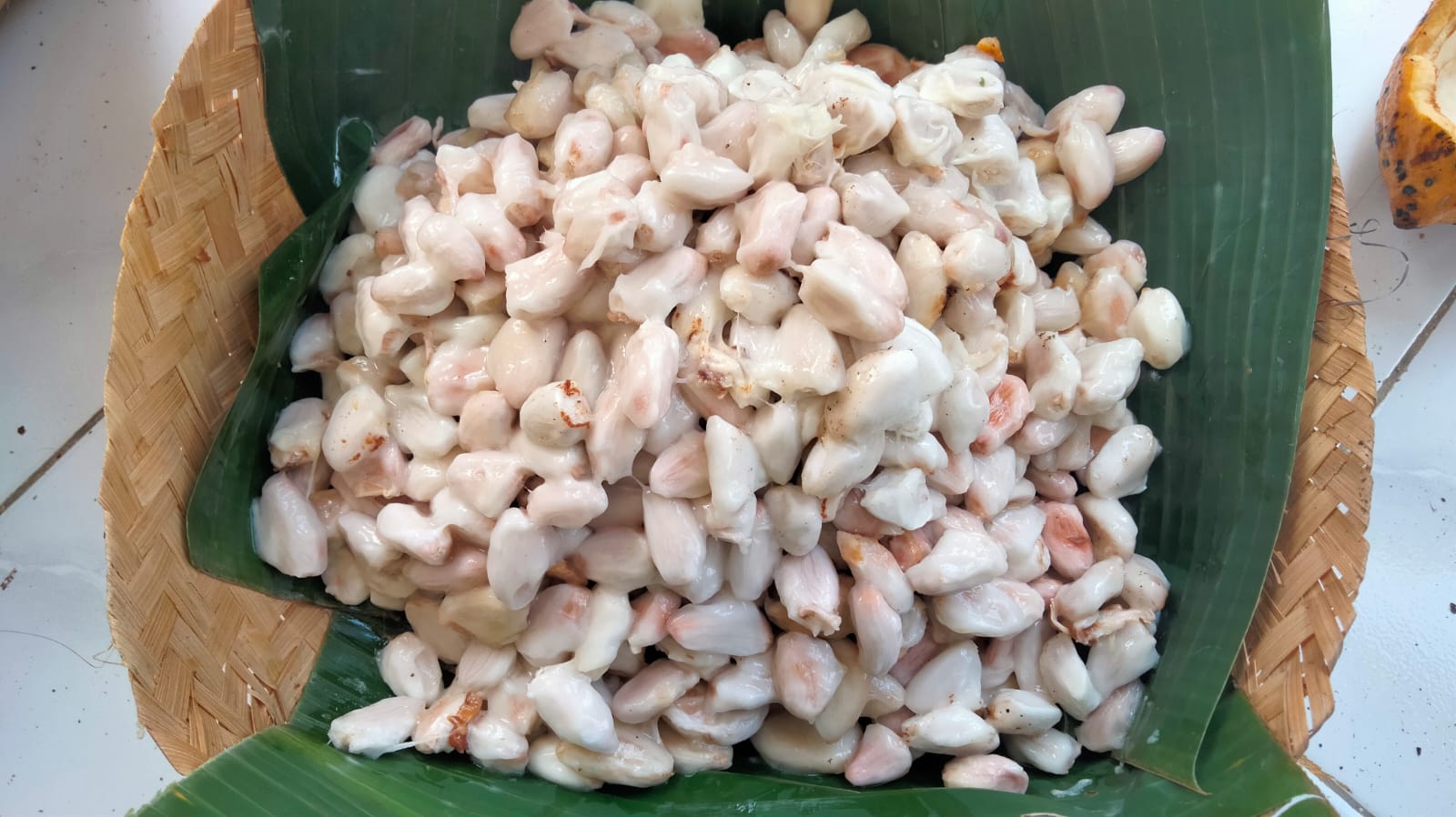 Biji Kakao di Kabupaten Jembrana