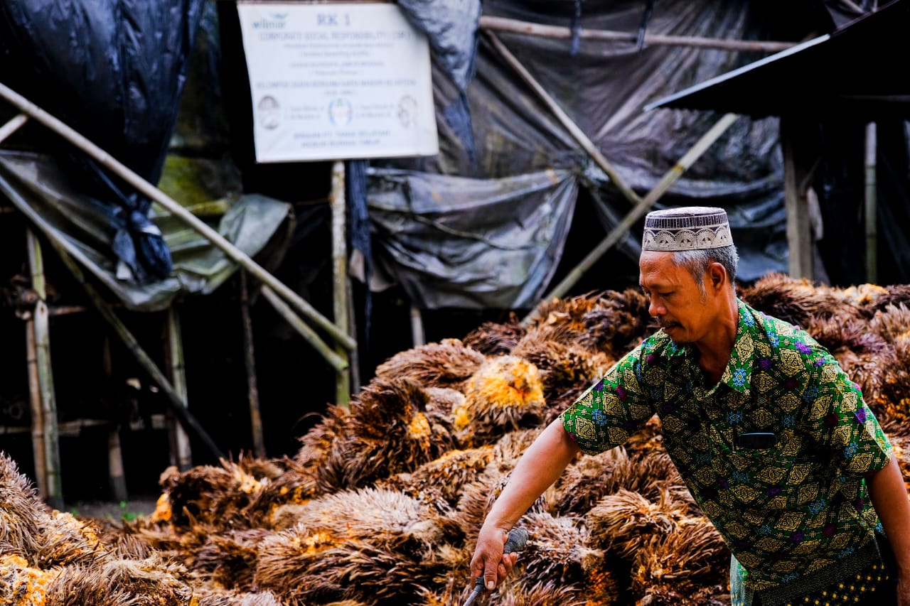 Petani sawit merapikan tankos yang menjadi wadah bagi budidaya jamur merang. 