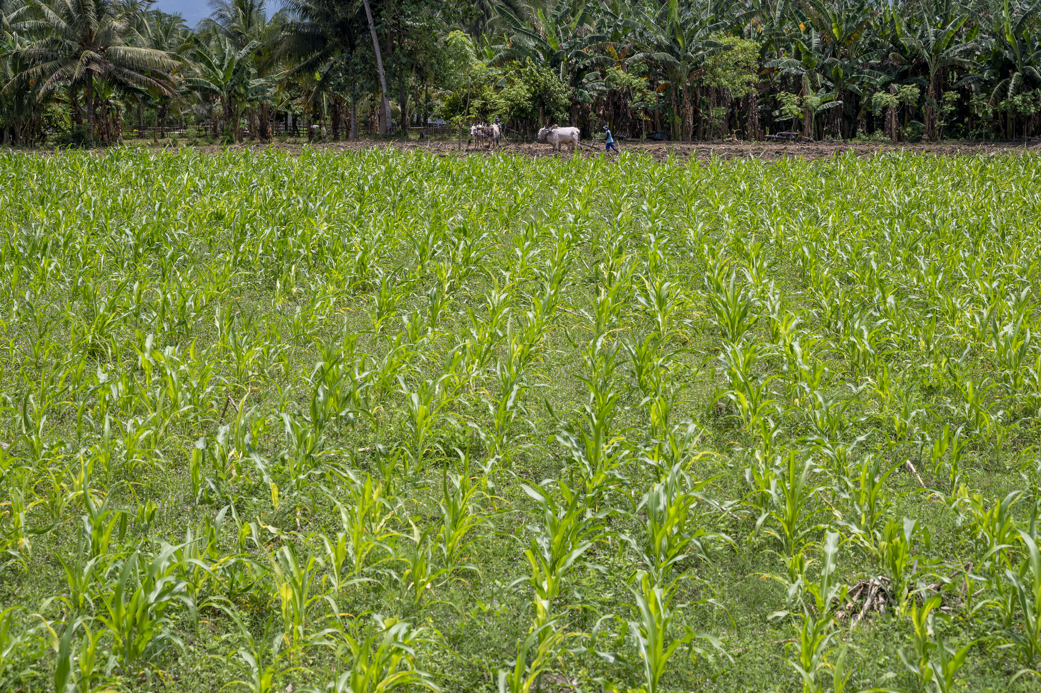 ilstrasi: Perkebunan Jagung di Sigi, Sulawesi Tengah