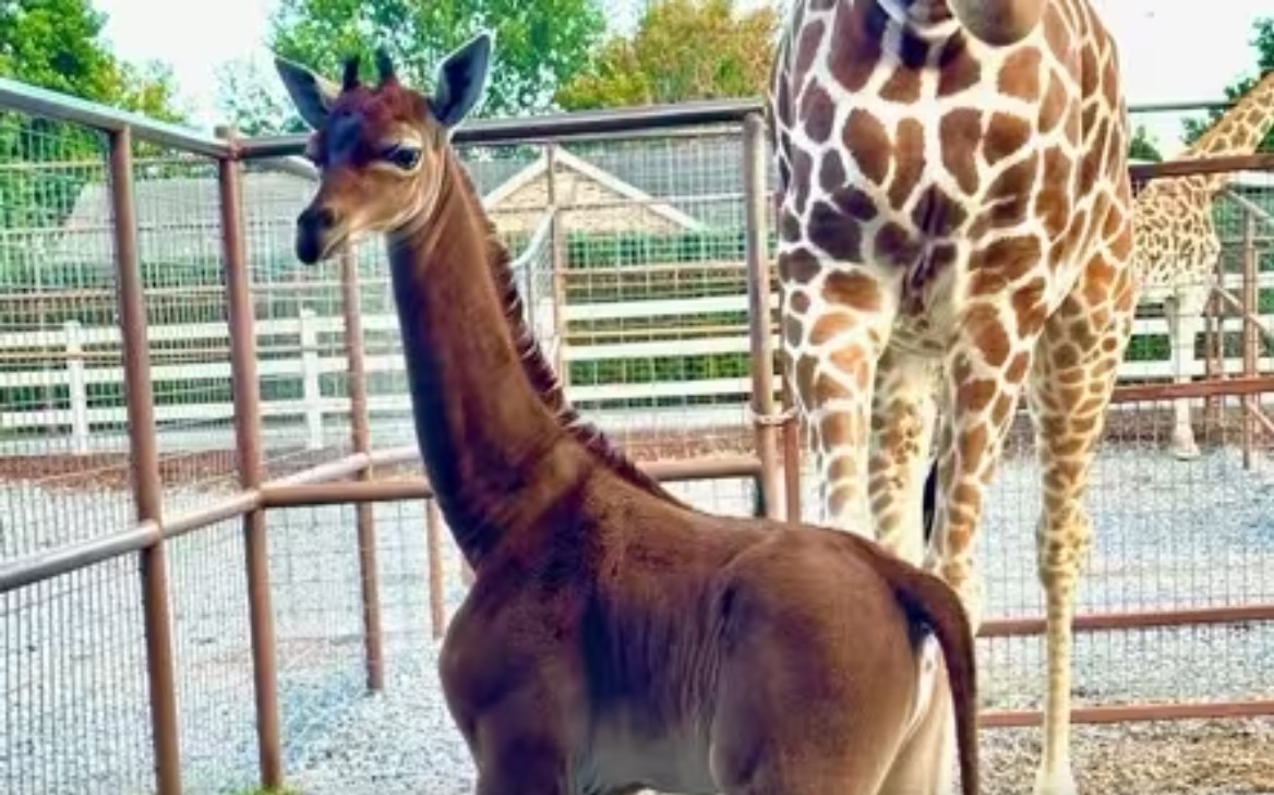 Bayi jerapah tanpa bintik yang lahir di Kebun Binatang Bright, Amerika Serikat.