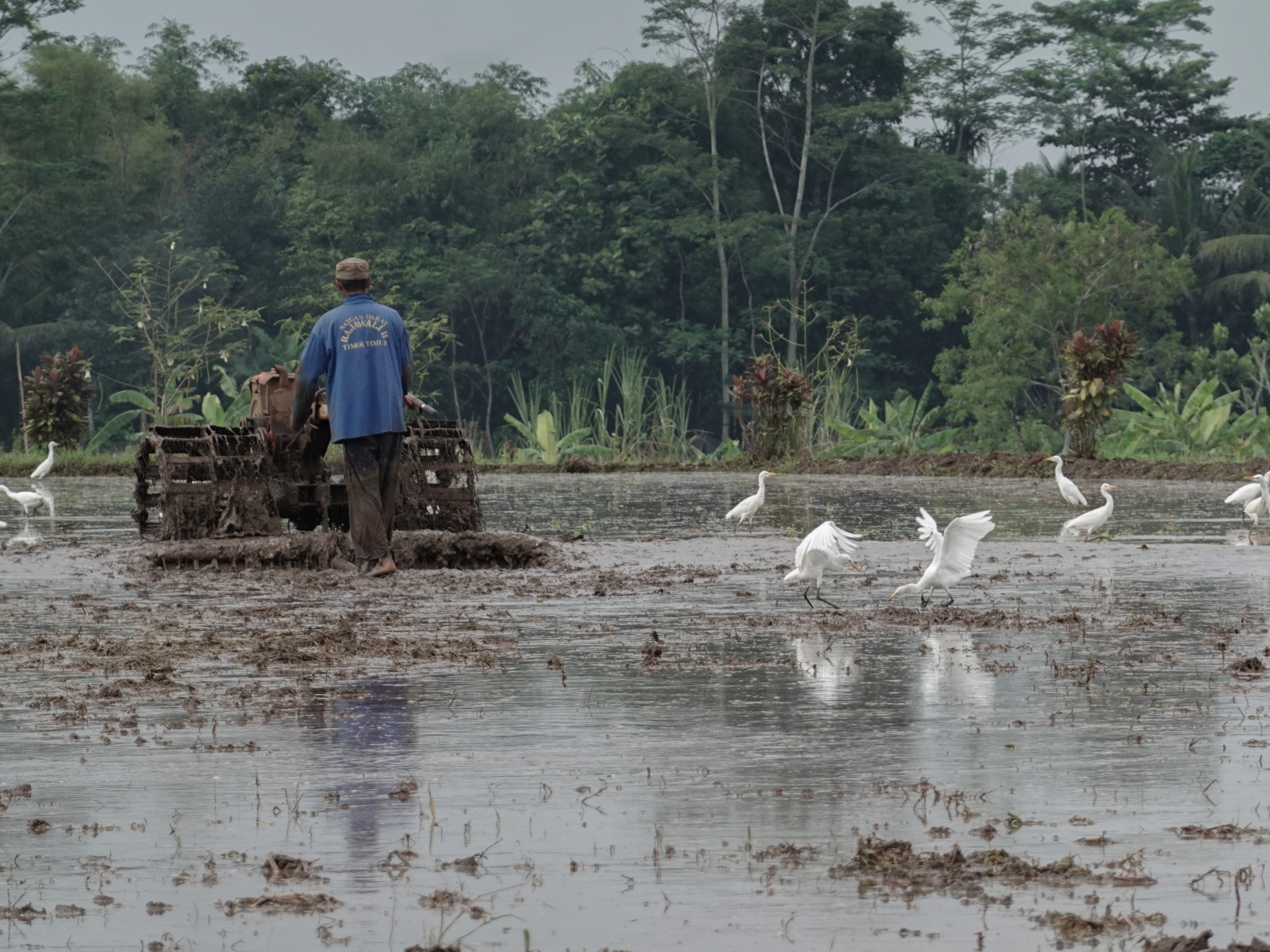 Seorang petani membajak sawah di Desa Kalimanah Wetan, Kalimanah, Purbalingga, Jateng, Senin (21/06/2021).