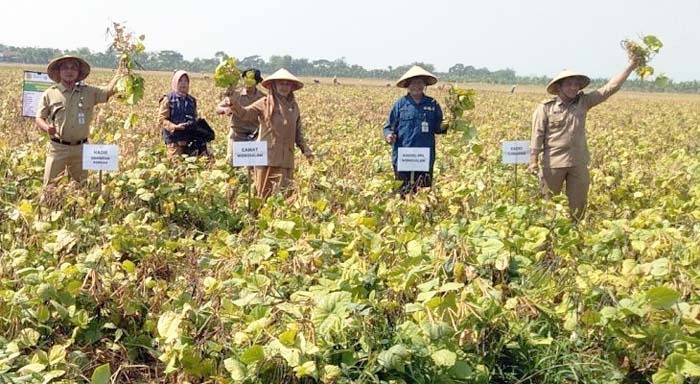 Panen kacang hijau di lahan petani CSA di Demak, Jawa Tengah.