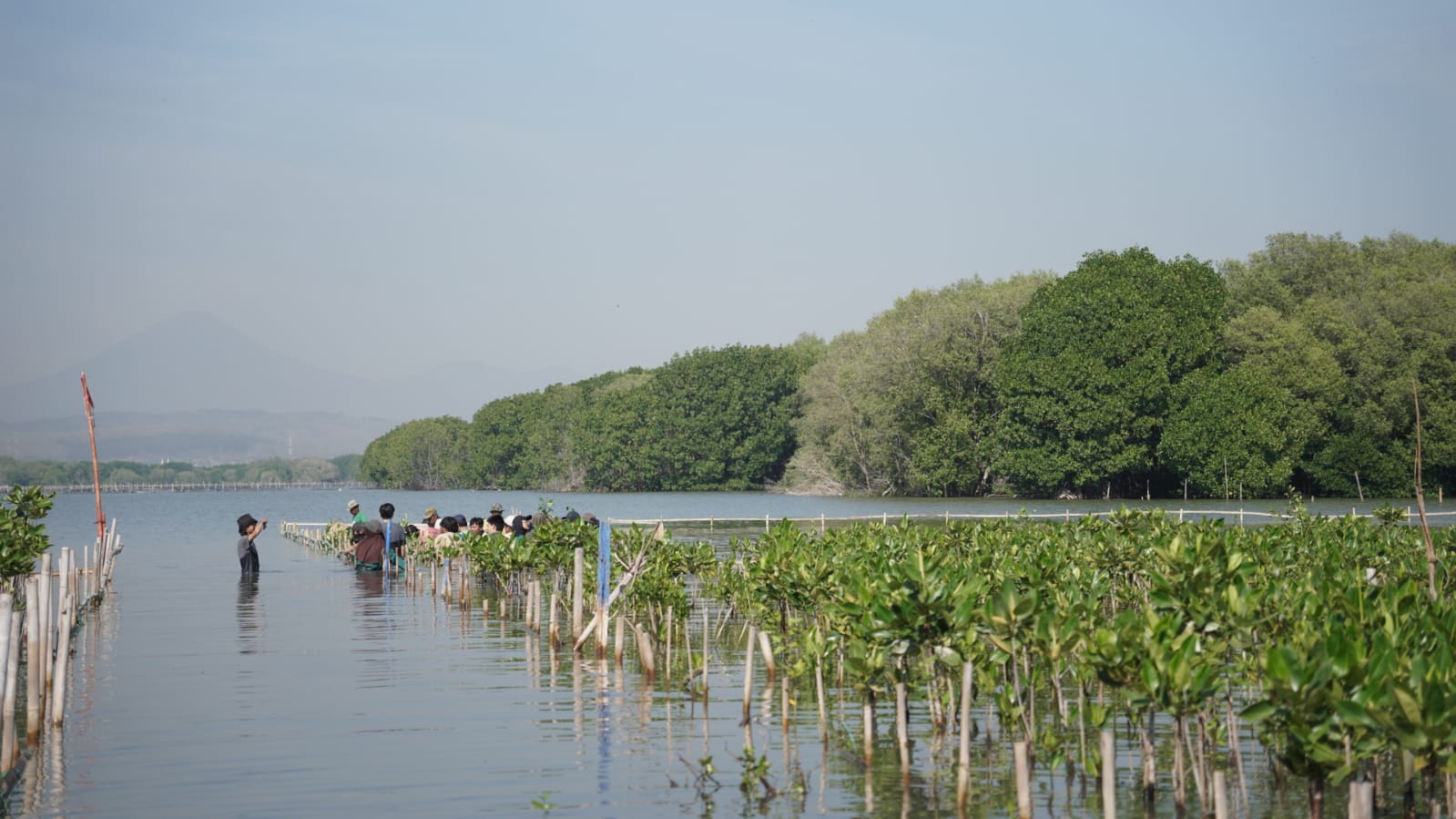 Sejumlah relawan tengah menanam mangrove.