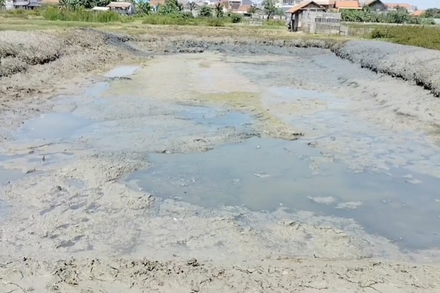 Kolam ikan di Kecamatan Pamanukan, Subang, Jawa Barat mulai mengering akibat kemarau.