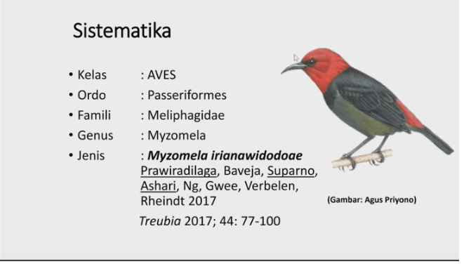 Satwa burung baru di Pulau Rote, Provinsi Nusa Tenggara Timur yang diberi nama Muzomela Irianawidodoae, yang berasal dari nama ibu negara.
