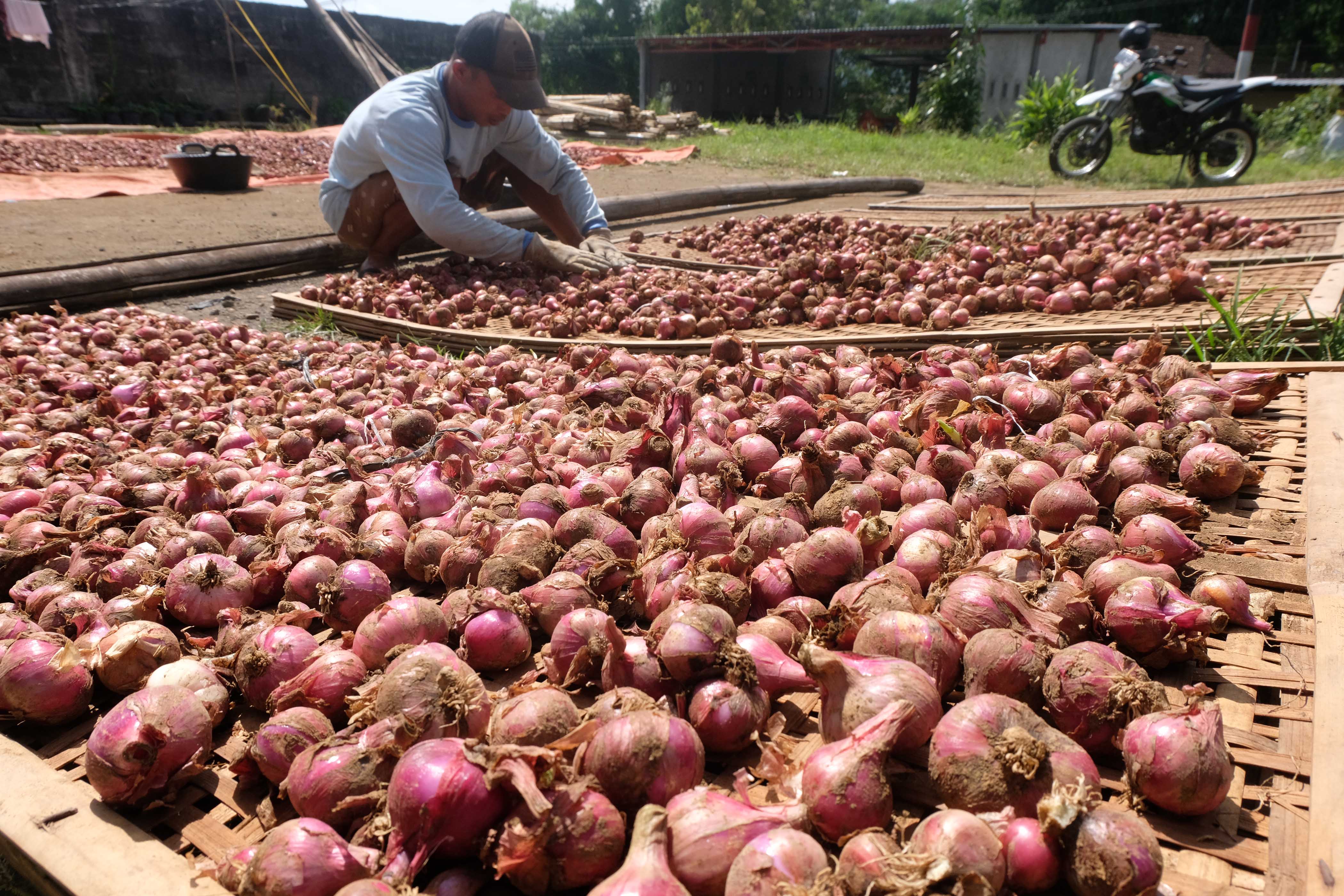 Harga Bawang Merah di Rote Anjlok