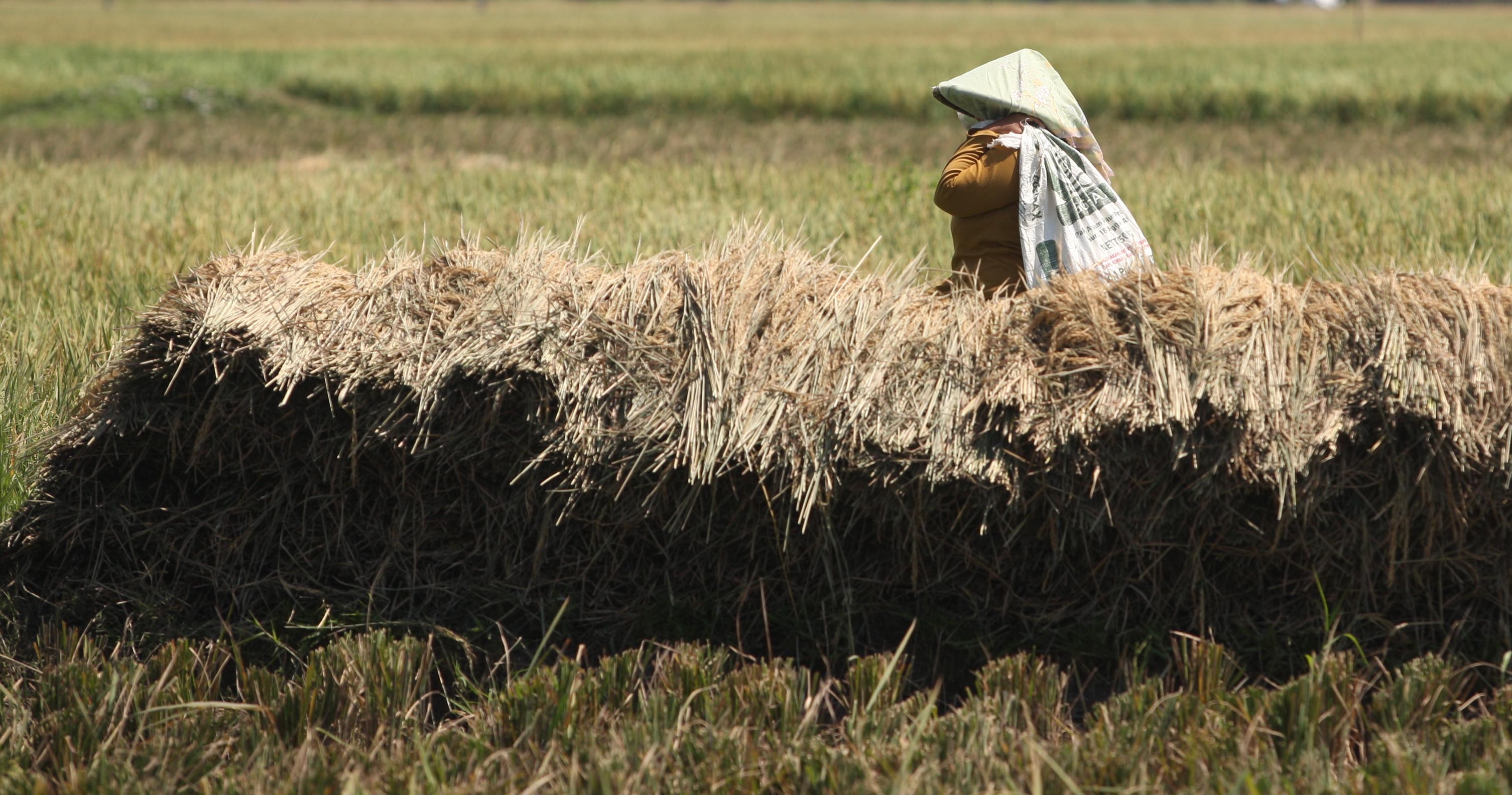 Buruh tani memanen tanaman padi di area persawasan kawasan Maruda, Cilincing, Jakarta Utara, Selasa (1/8).
