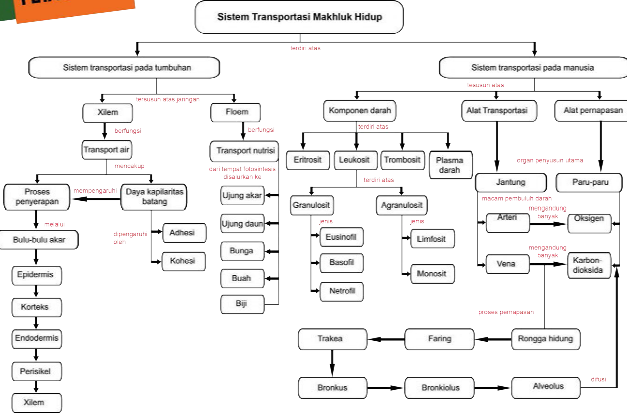 Belajar Sistem Transportasi pada Tumbuhan