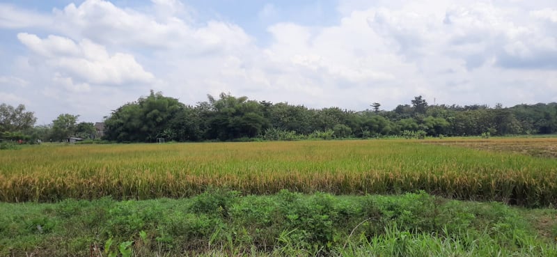 Hamparan padi siap panen di Ngemplak, Boyolali