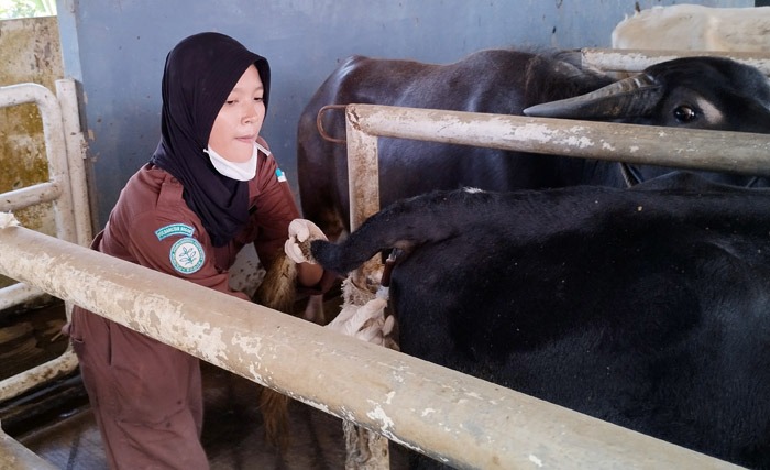 Mahasiswa mengikutu sertifikasi kompetensi paramedik veteriner di Polbangtan Bogor