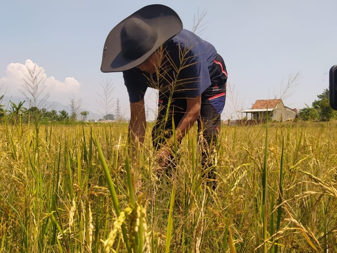 Sawah Mengering, Petani di Batujajar Bandung Barat Merugi