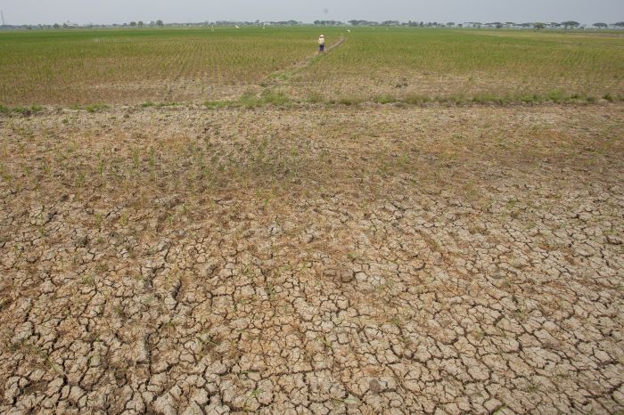 Sembilan Kecamatan di NTT Terdampak Kekeringan Ekstrem