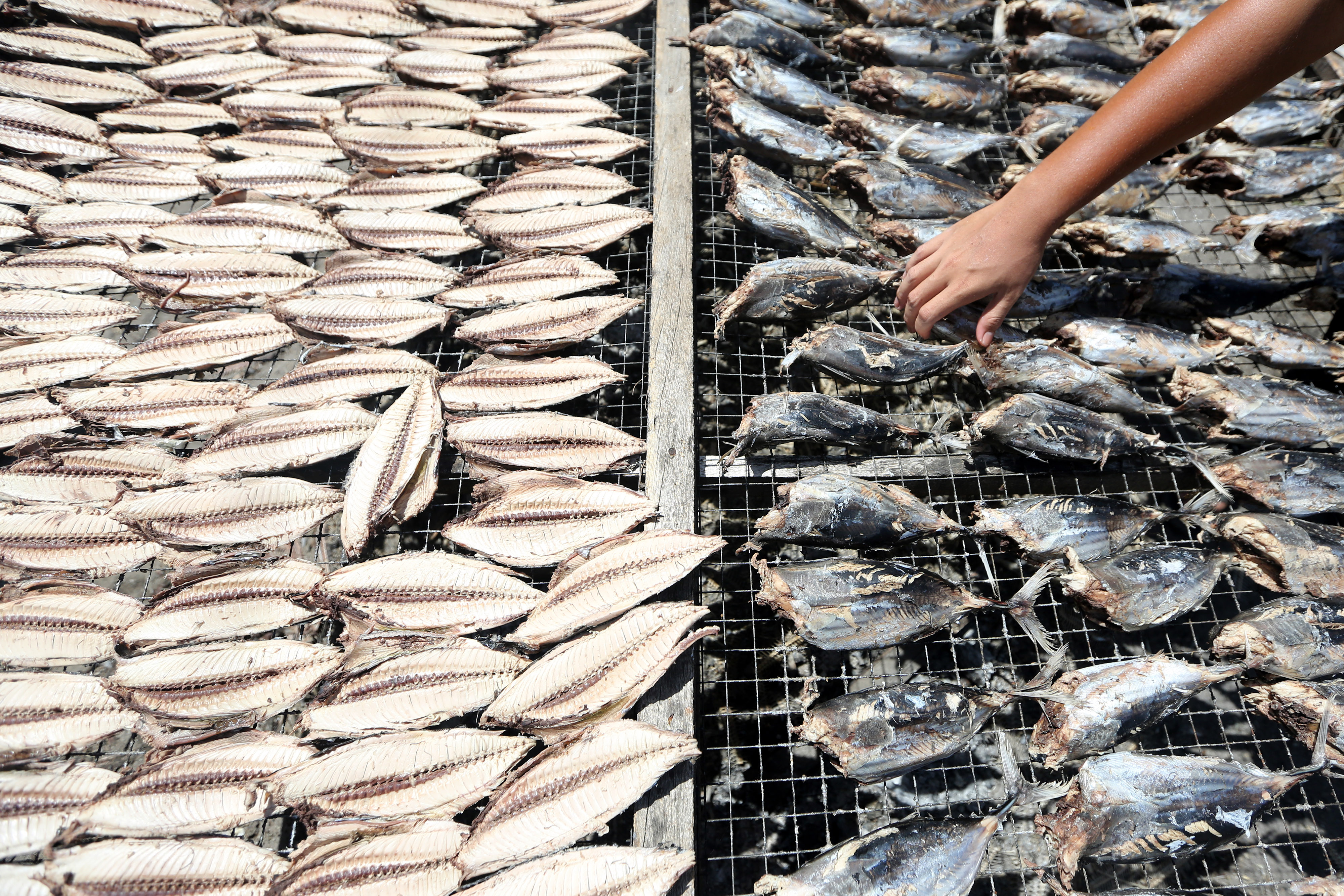 Ikan tongkol menjadi salah satu komoditas penyumbang inflasi di Babel.