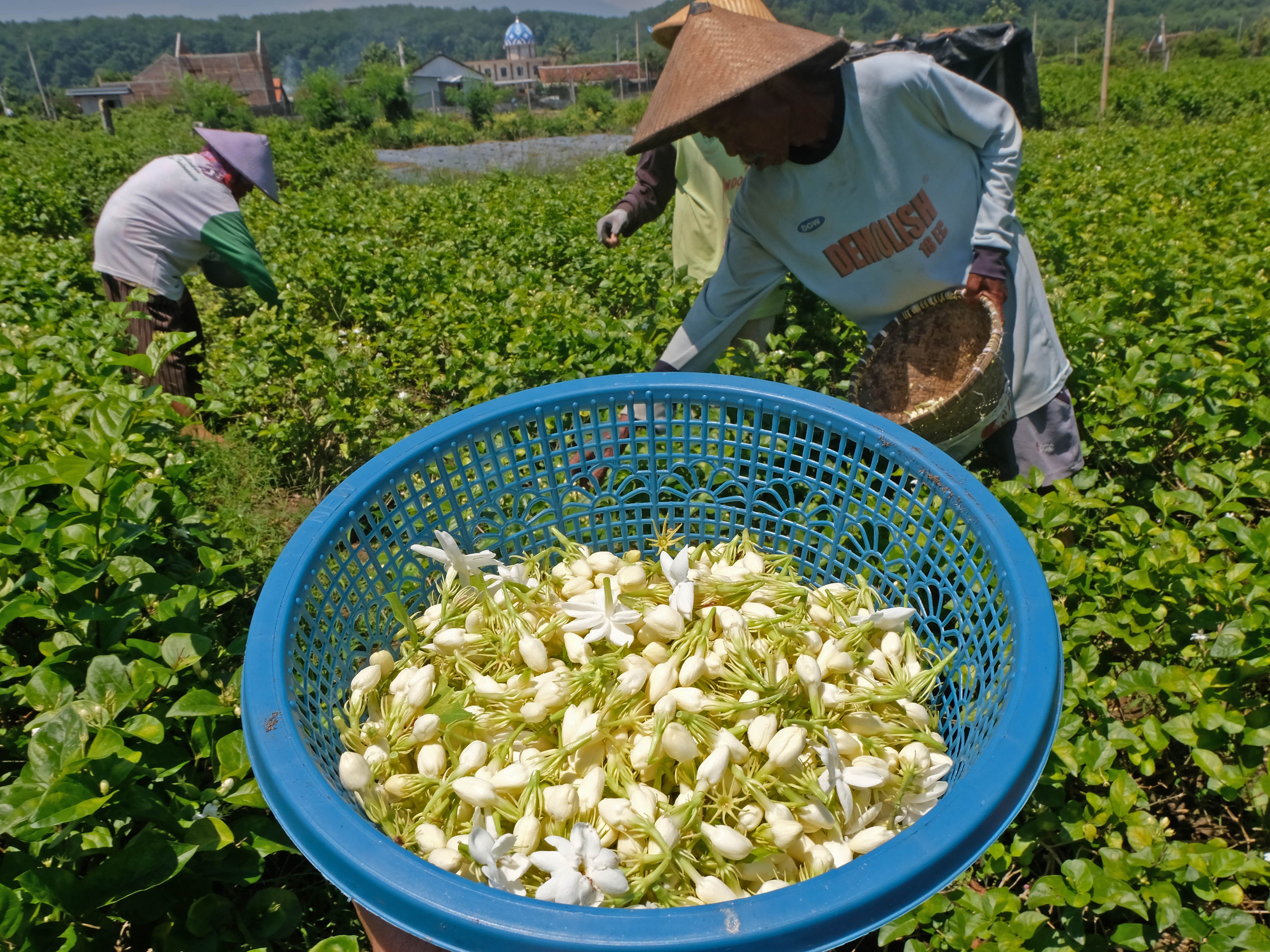 Arti Bunga Melati Ternyata Melambangkan Kesucian
