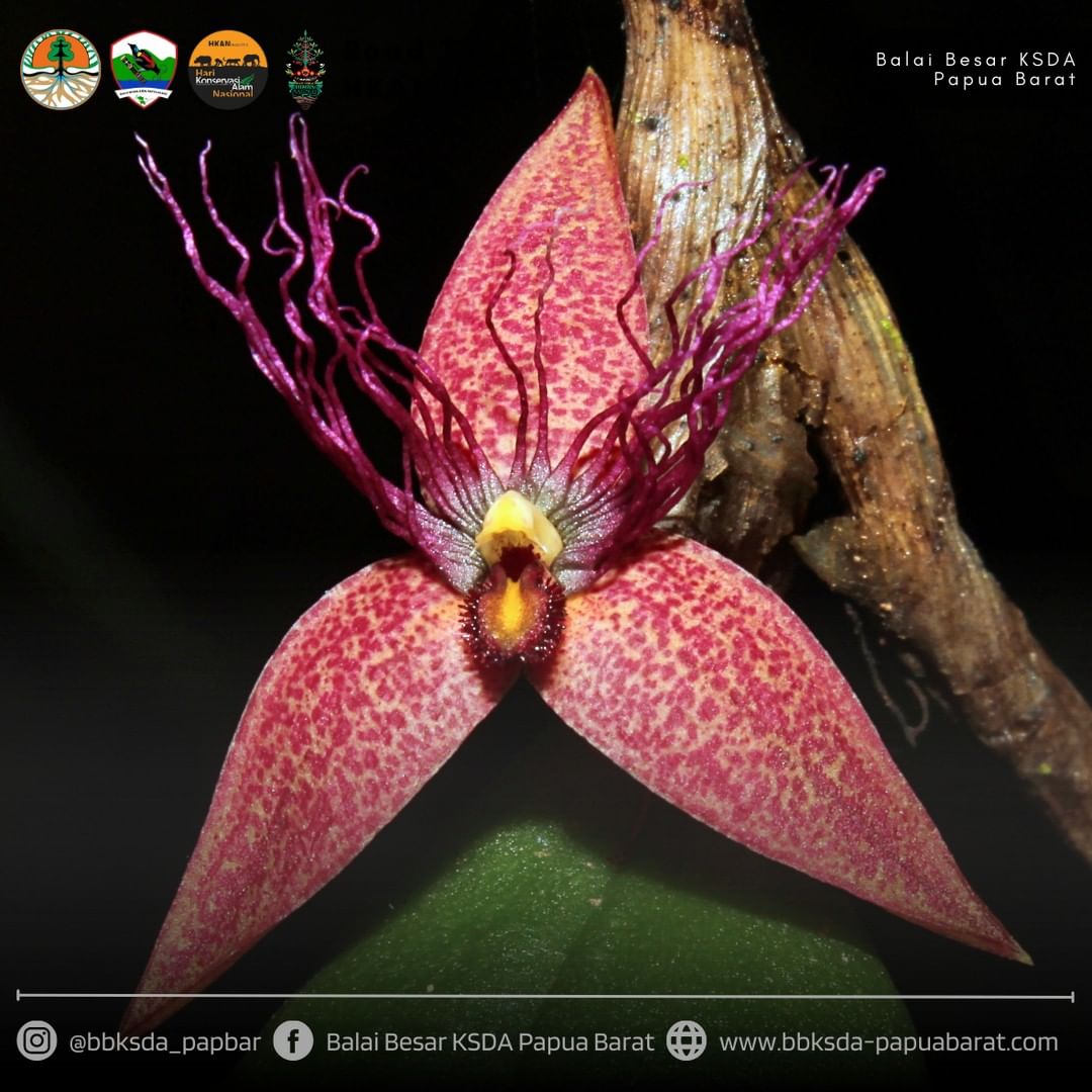 Spesies baru anggrek dari Taman Wisata Alam Sorong yang diberi nama Bulbophyllum wiratnoi.