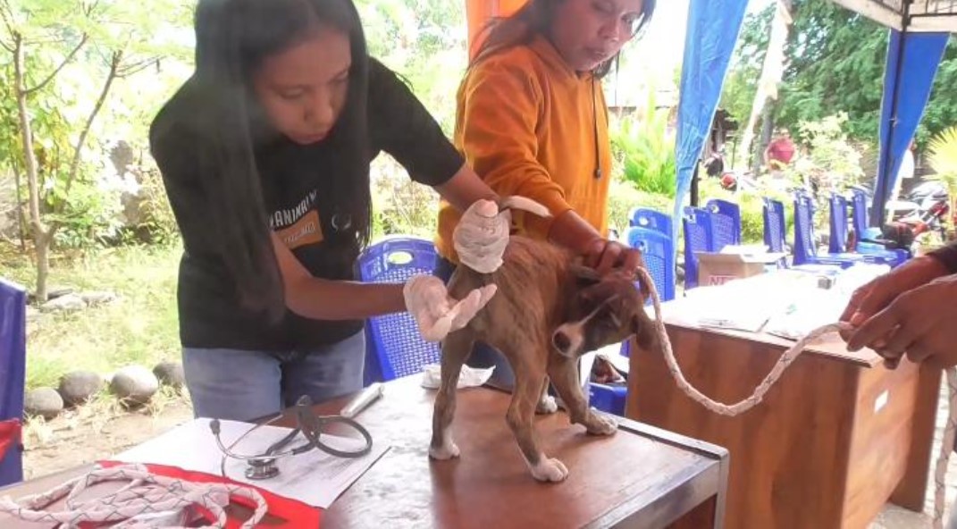 Petugas menyuntikan vaksin rabies ke anjing peliharaan warga di Flotim, NTT