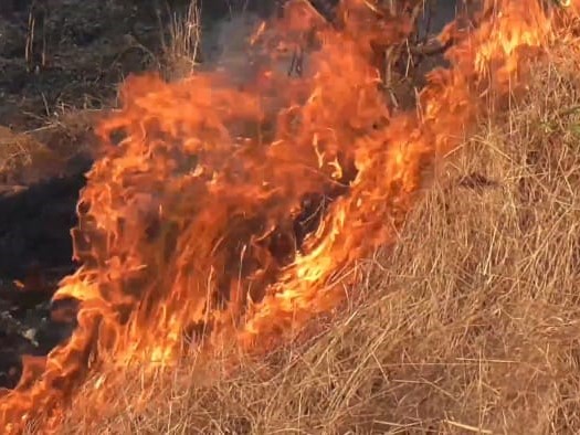Warga Sengaja Bakar Rumput, Api Menyebar Luas