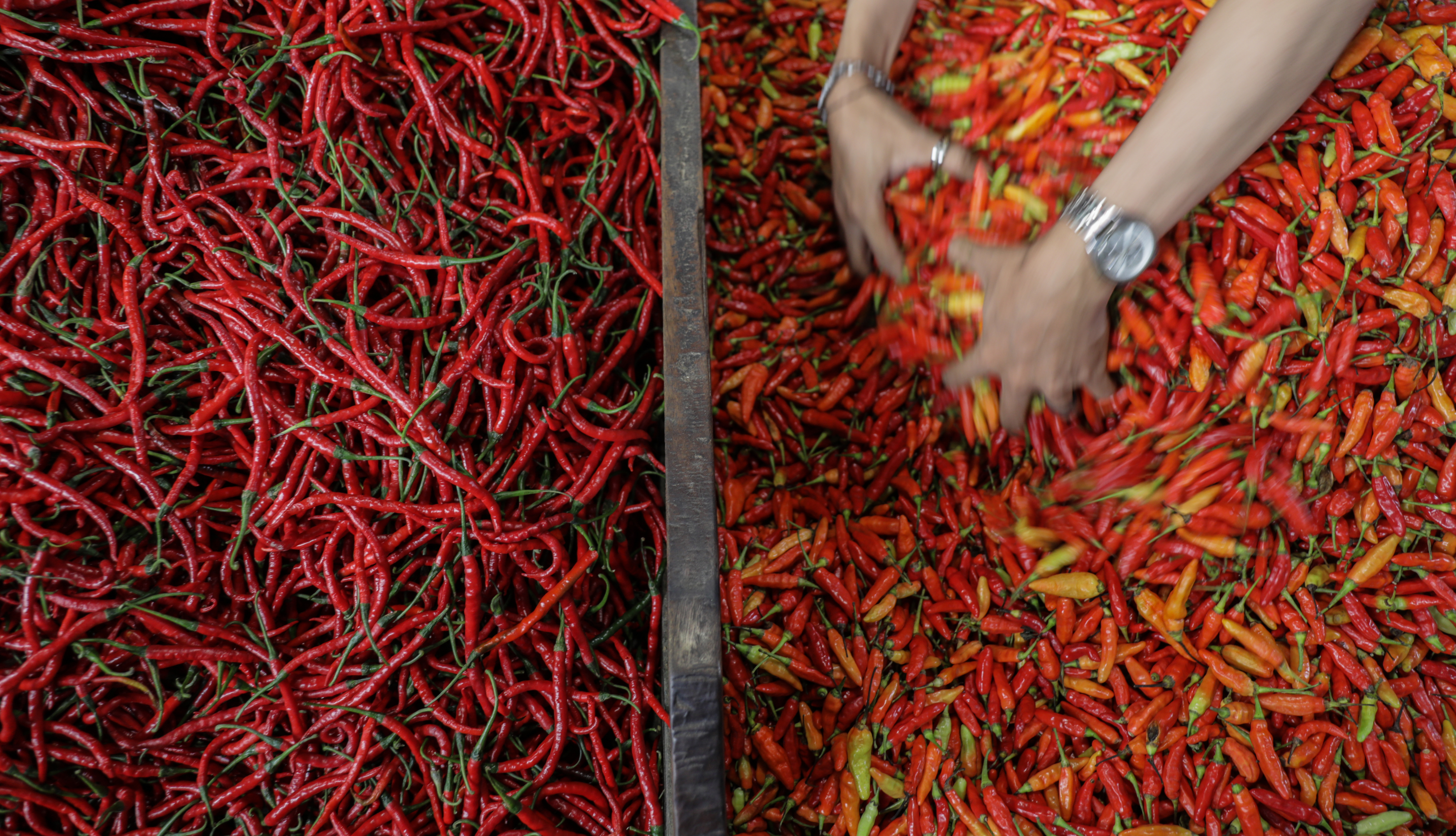 Ilustrasi. Pedagang cabai menyusun barang dagangannya di Pasar Senen, Jakarta, Selasa (14/3).