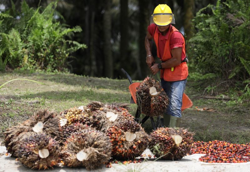 Ilustrasi pekerja sedang memanen kelapa sawit.