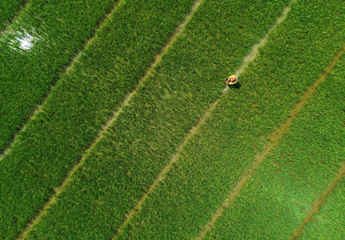 Foto udara petani memupuk padi di areal persawahan Ranomeeto, di Kabupaten Konawe Selatan, Sulawesi Tenggara