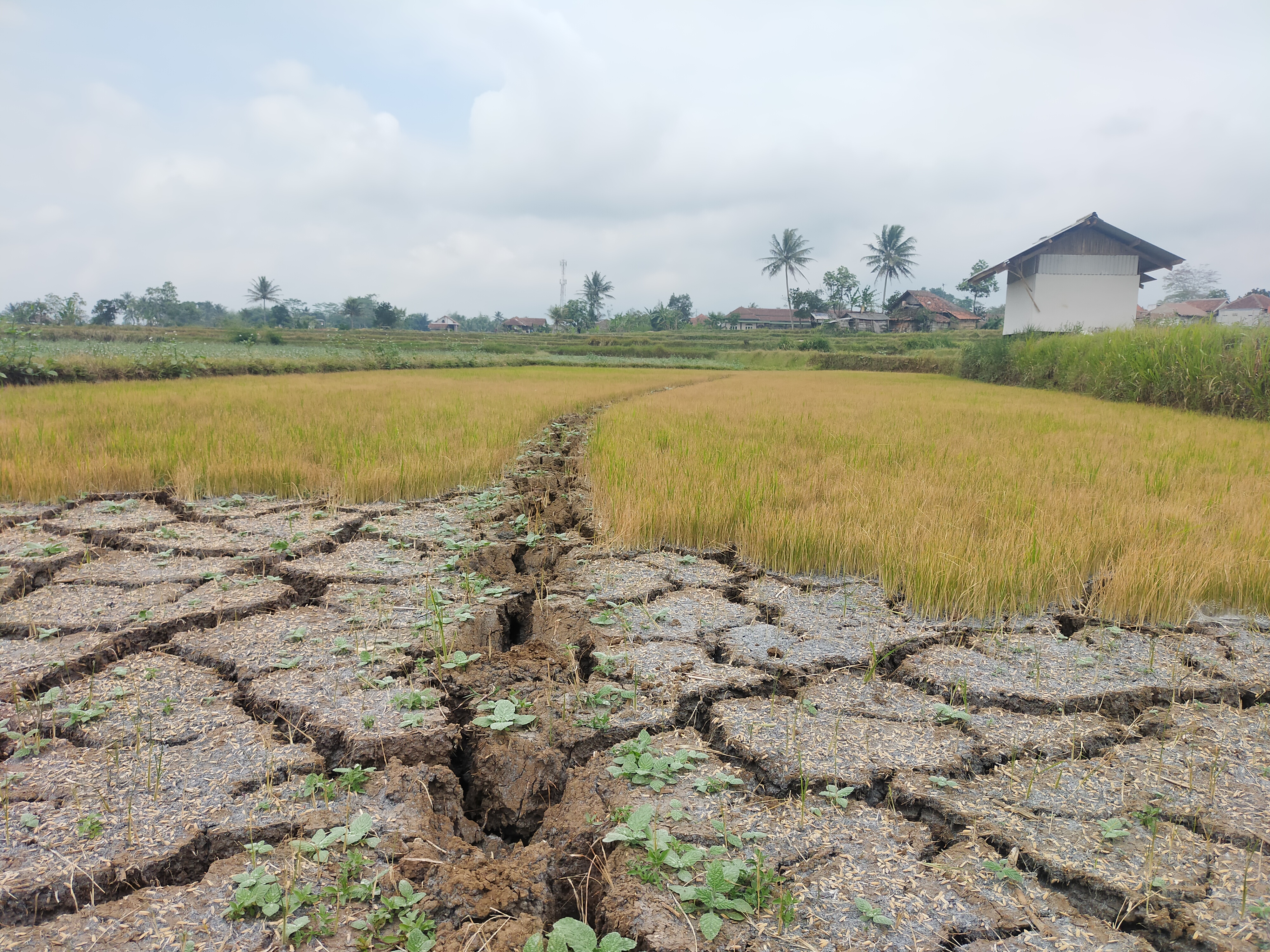 Lahan pertanian di Desa Sukaraja, Kecamatan Rajapolah, Kabupaten Tasikmalaya, Jawa Barat, yang mengering, Kamis (24/8).